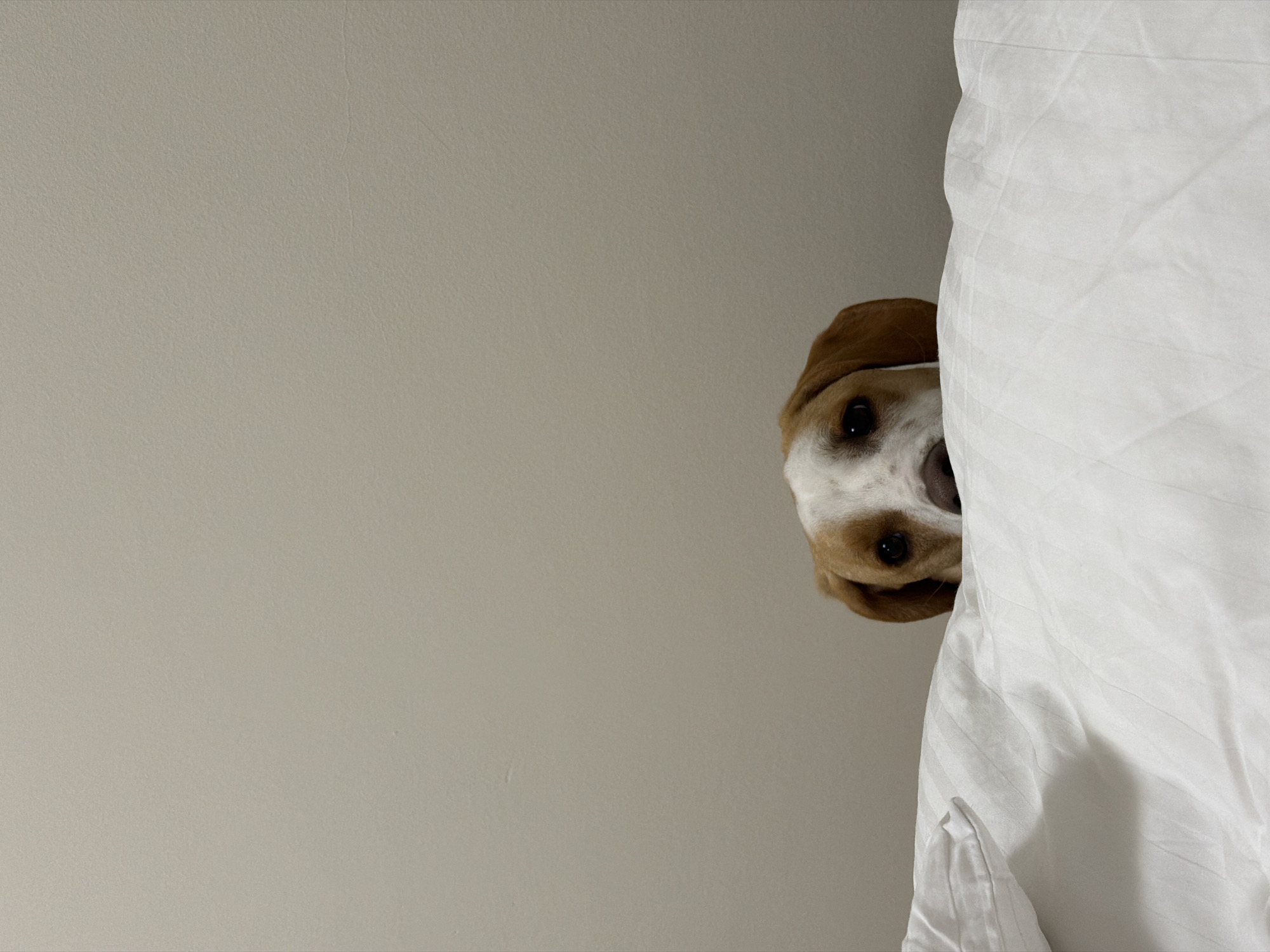 Casual moments captured in Budva: pet, food, photography