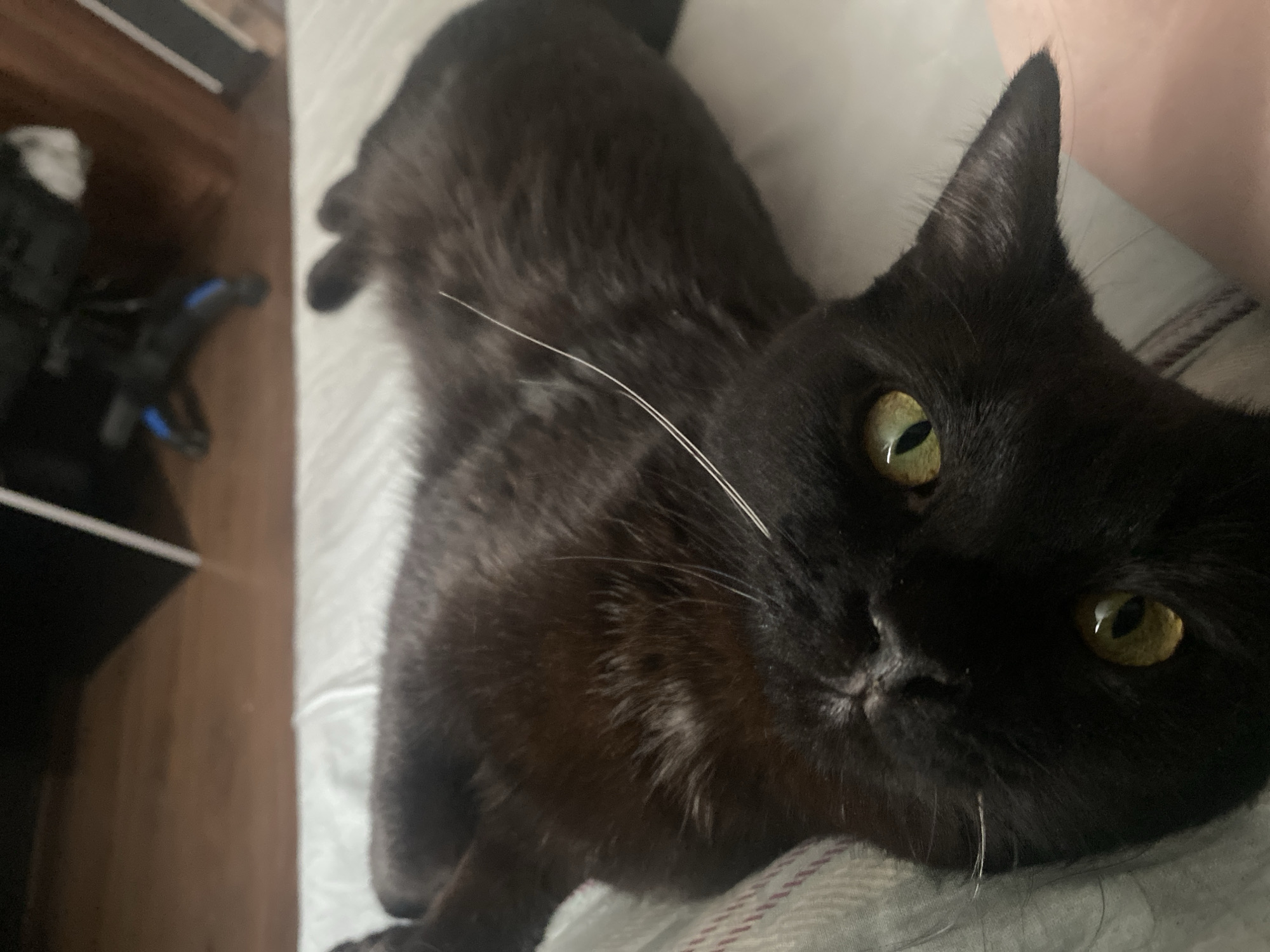 Black cat's morning rest documented in Izhevsk home