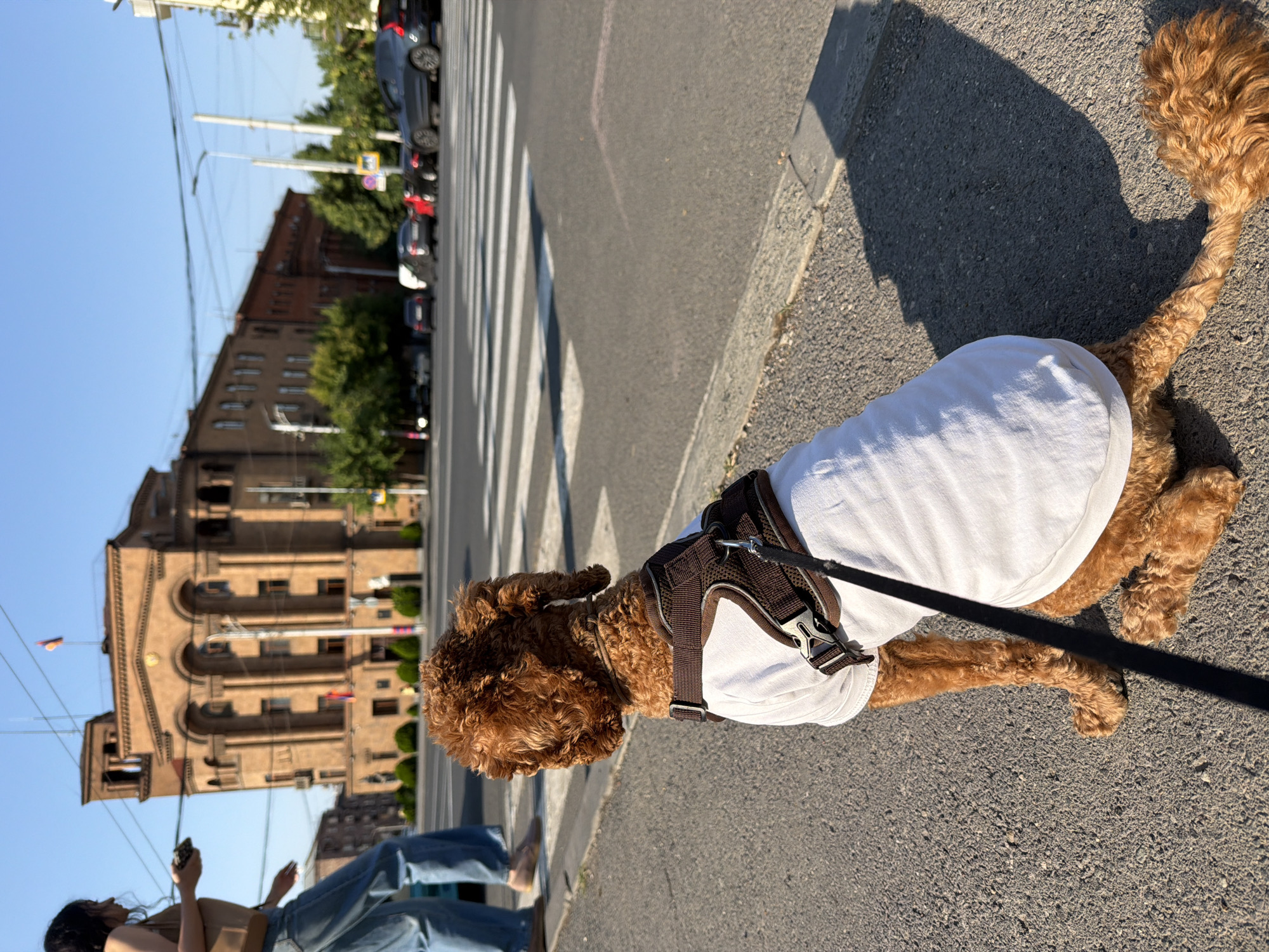 Lazy morning at home: a poodle, city streets, and banana dessert prep