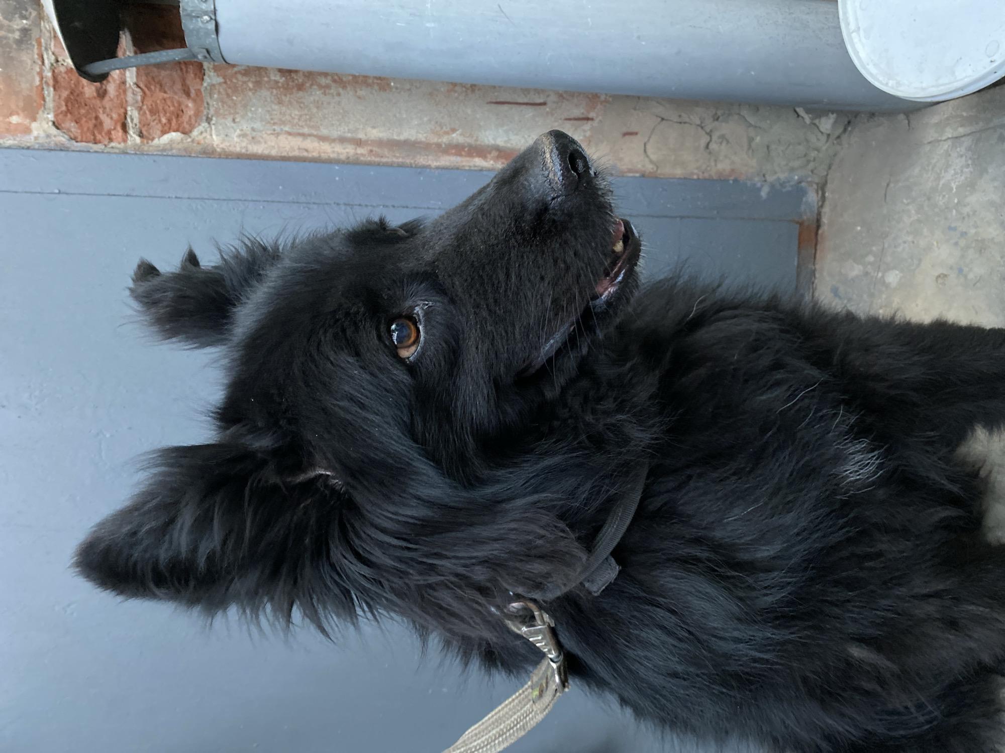 Fluffy black dog chills on concrete, leashed and camera-ready
