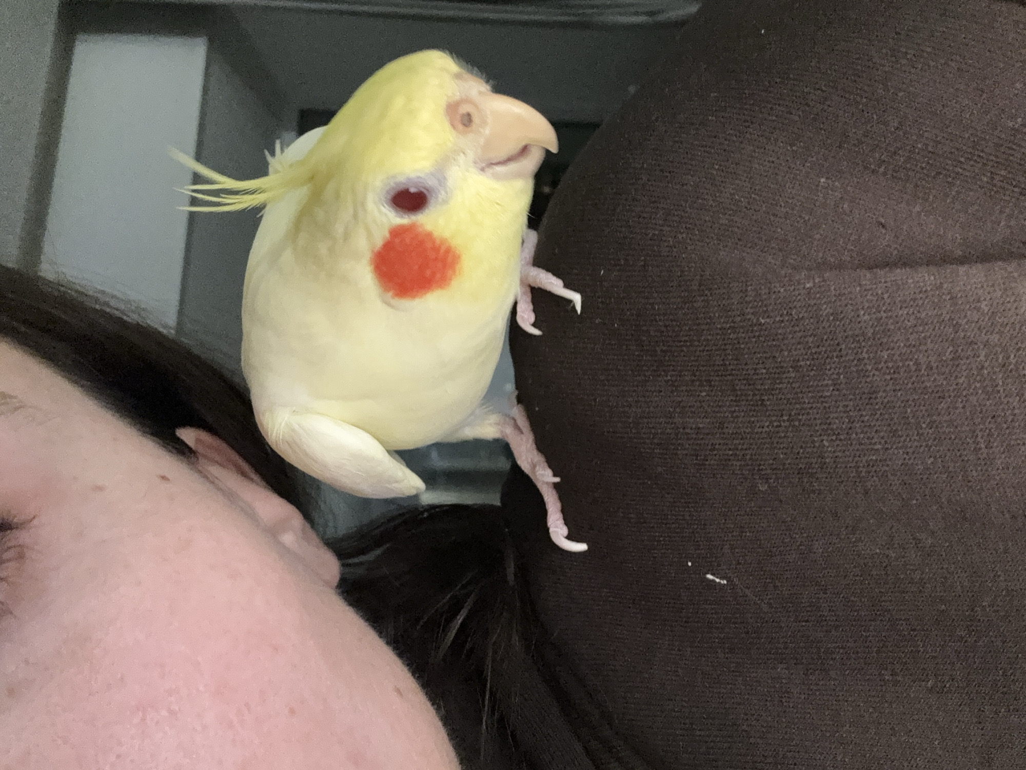 Evening scenes and pet bird interactions in Krasnoyarsk