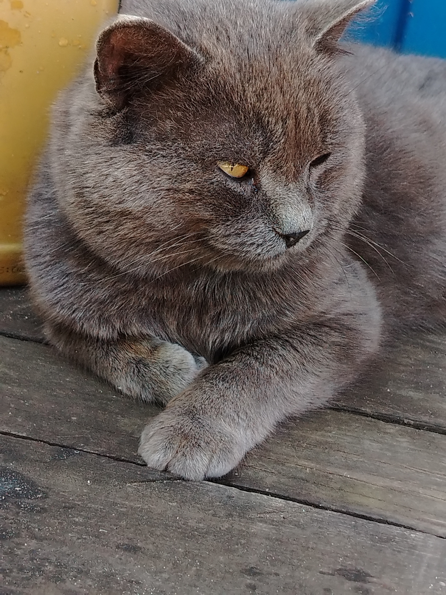 Cats, garden berries, and flowers on a slow afternoon