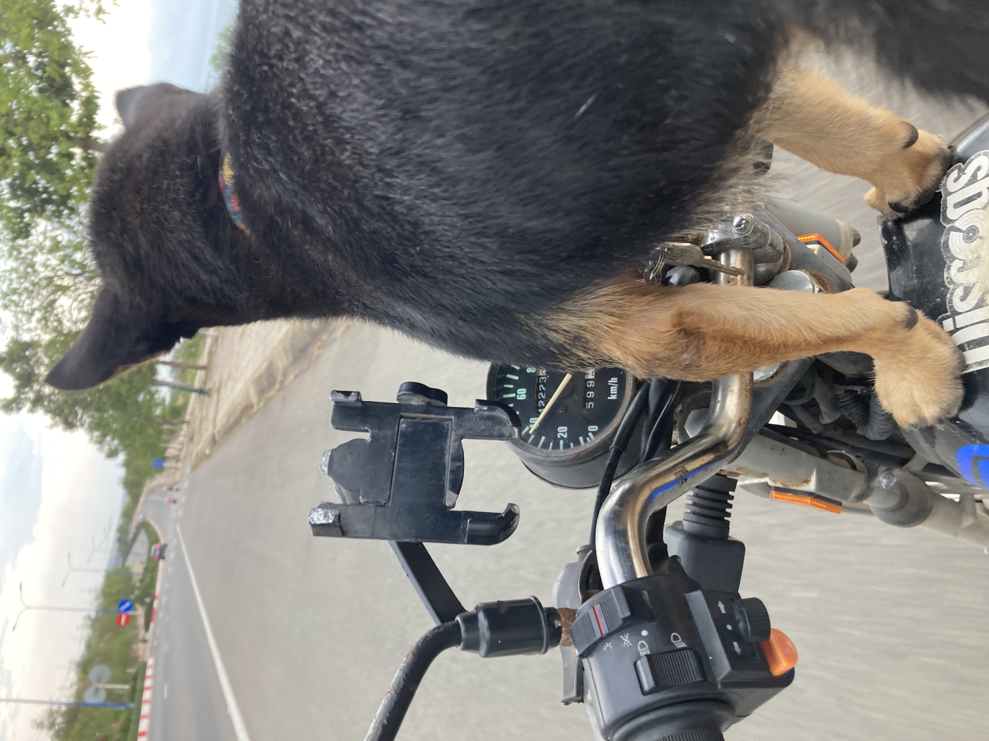 Dog rides motorcycle tank in Vietnamese ward