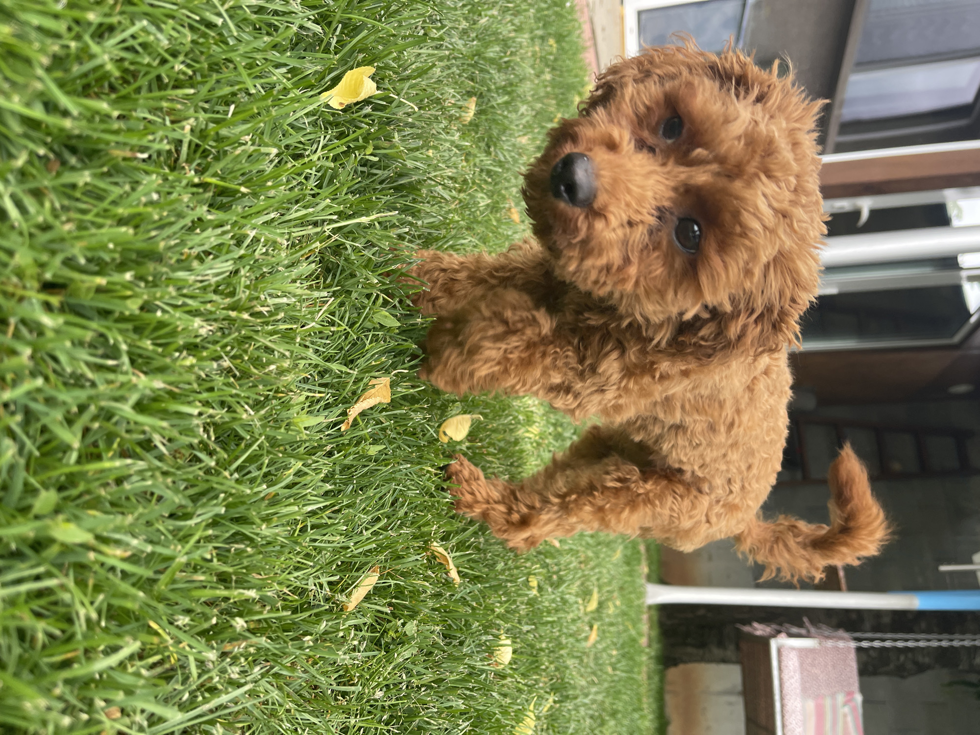 Sofia resident documents morning routine with curly-haired dog, cat