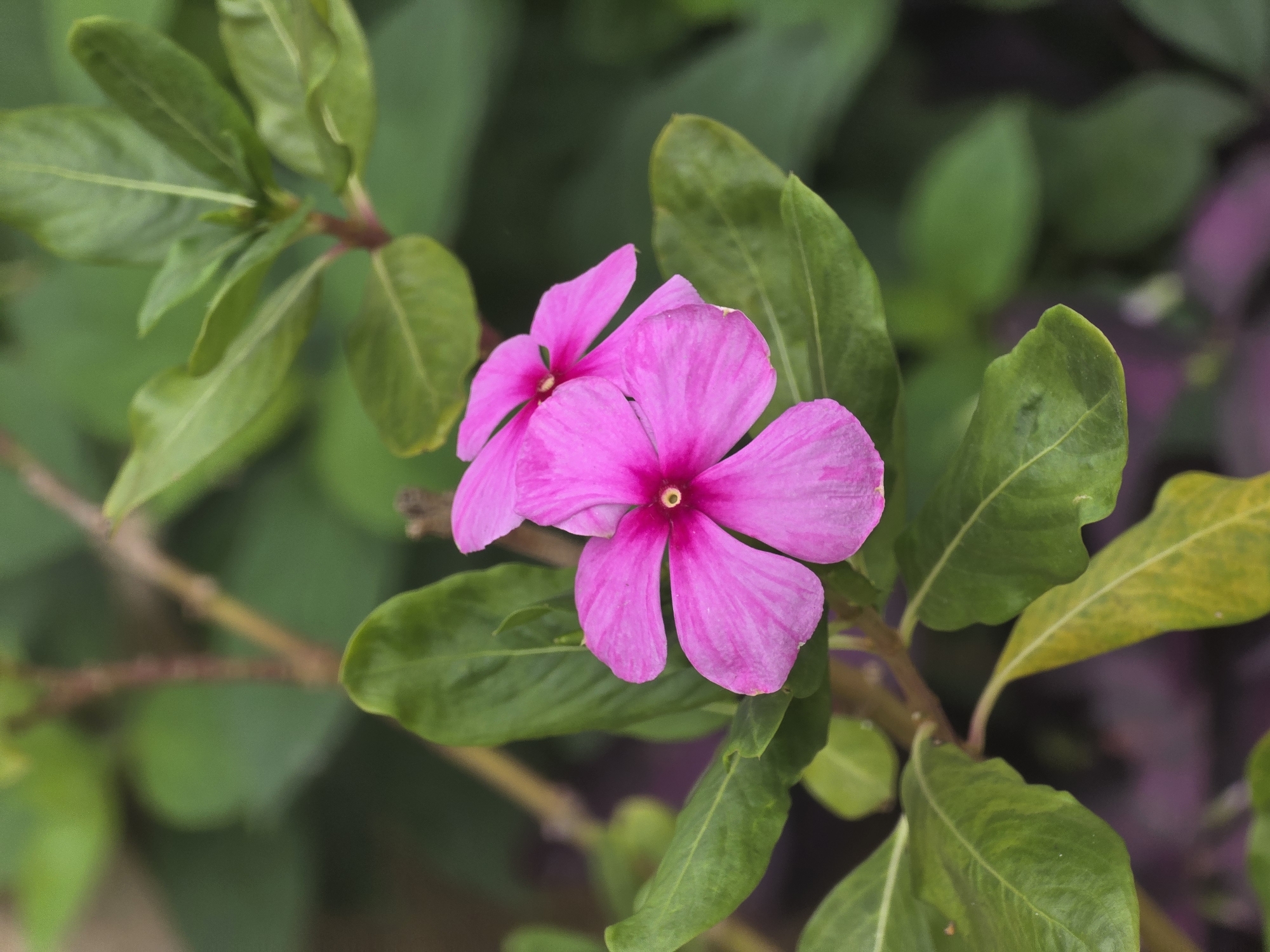 Pink periwinkle flowers documented in Shunde District, China