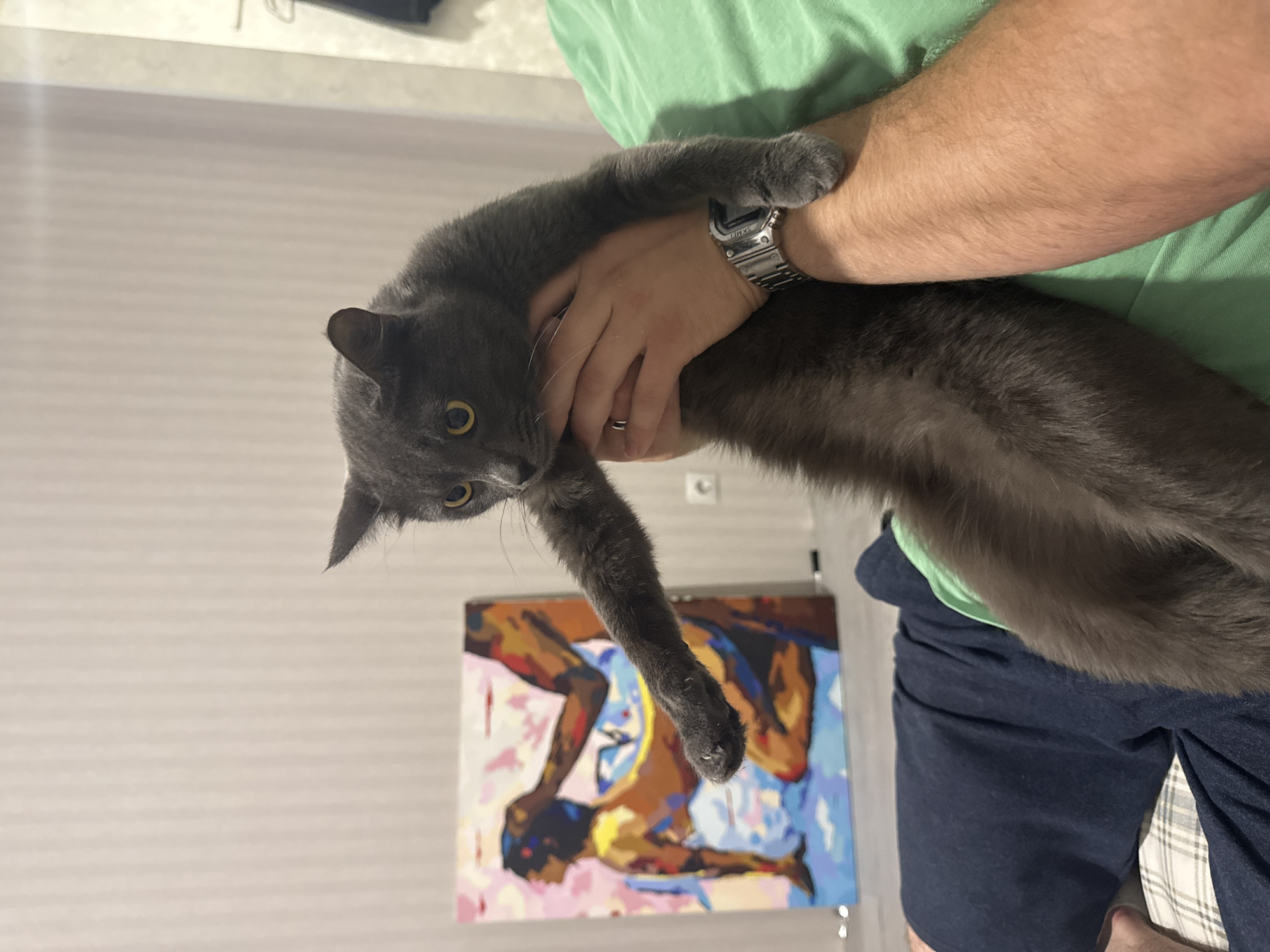 Gray cat relaxes near abstract painting in Vysokaya Gora home