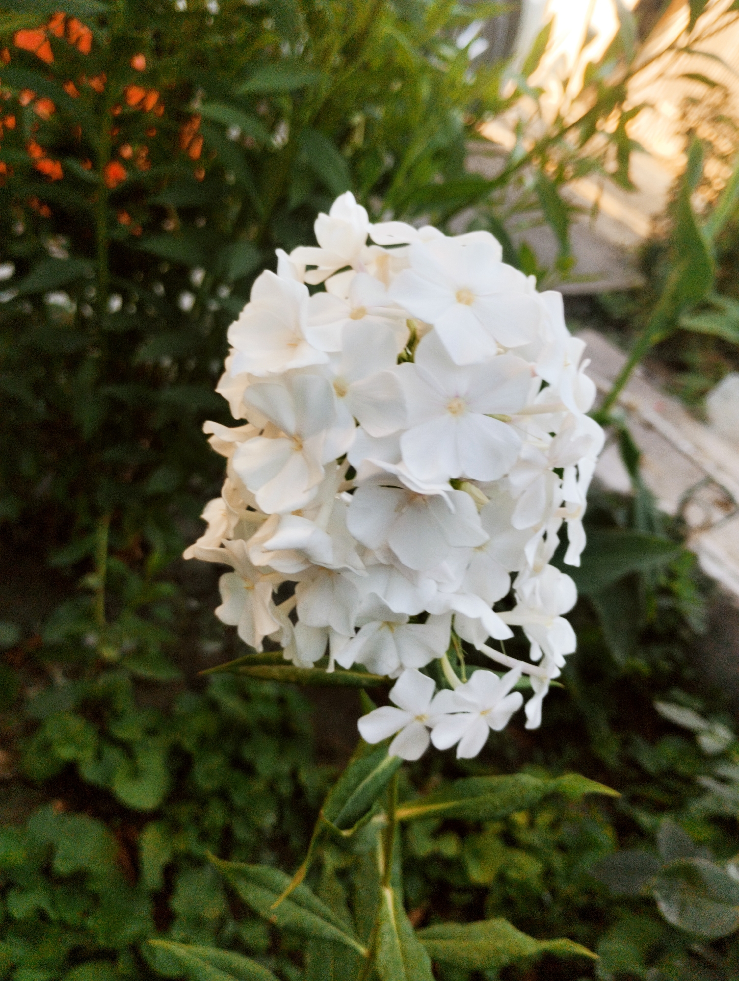 Garden flowers in close-up, Bishkek outskirts