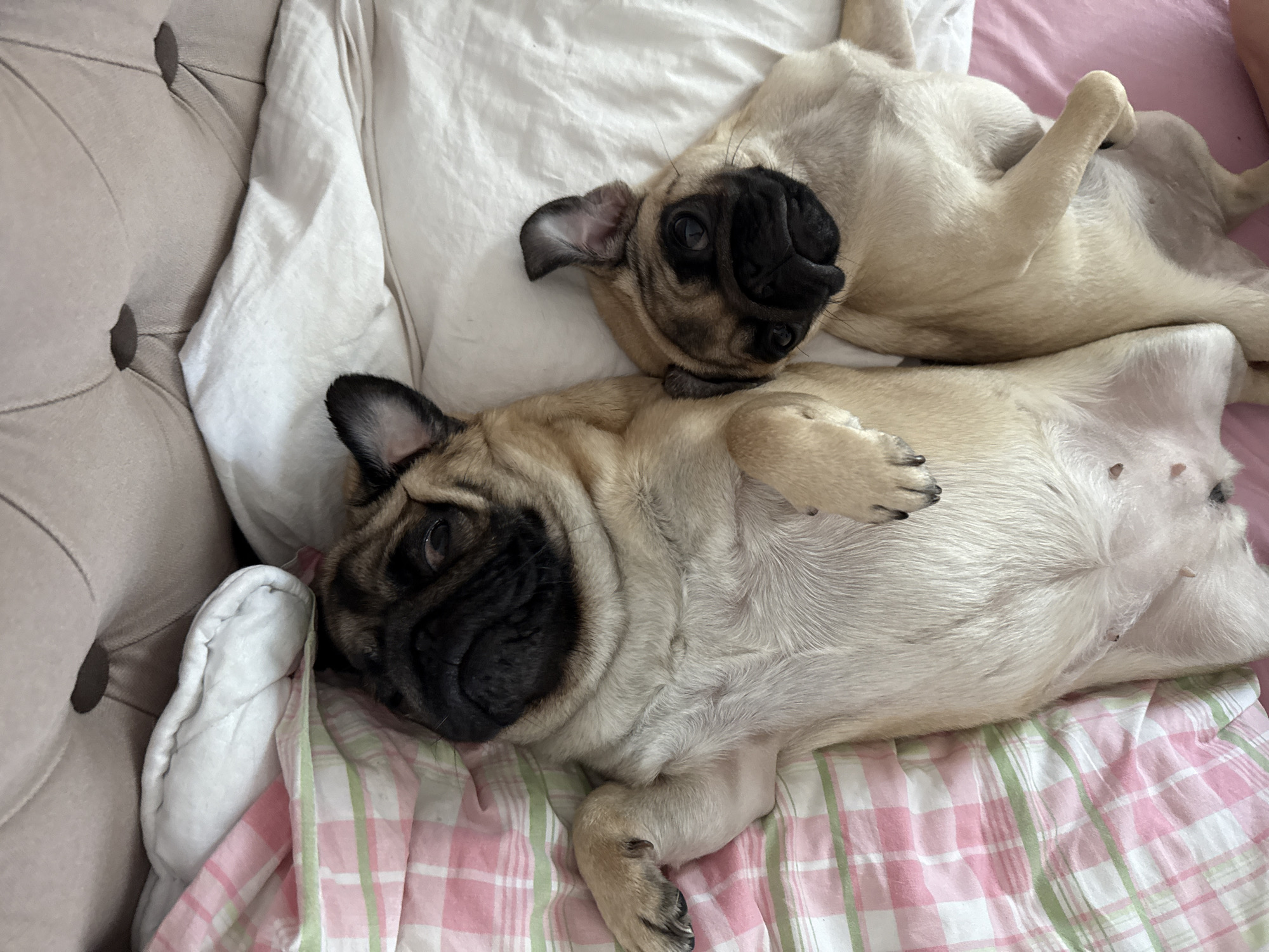 Pugs doing pug things on a very comfortable-looking bed