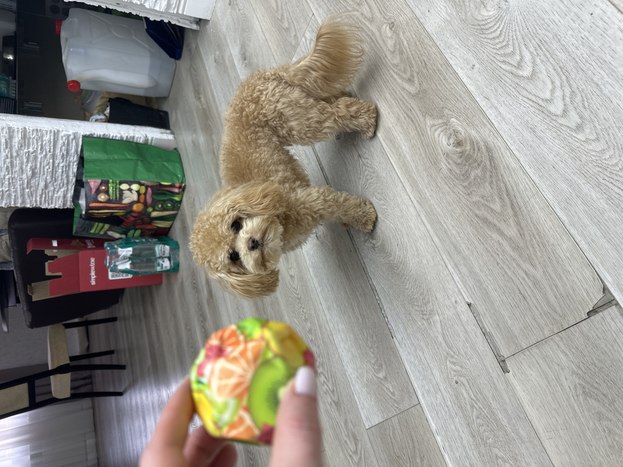 Morning domestic life captured in Russian village features poodle, children