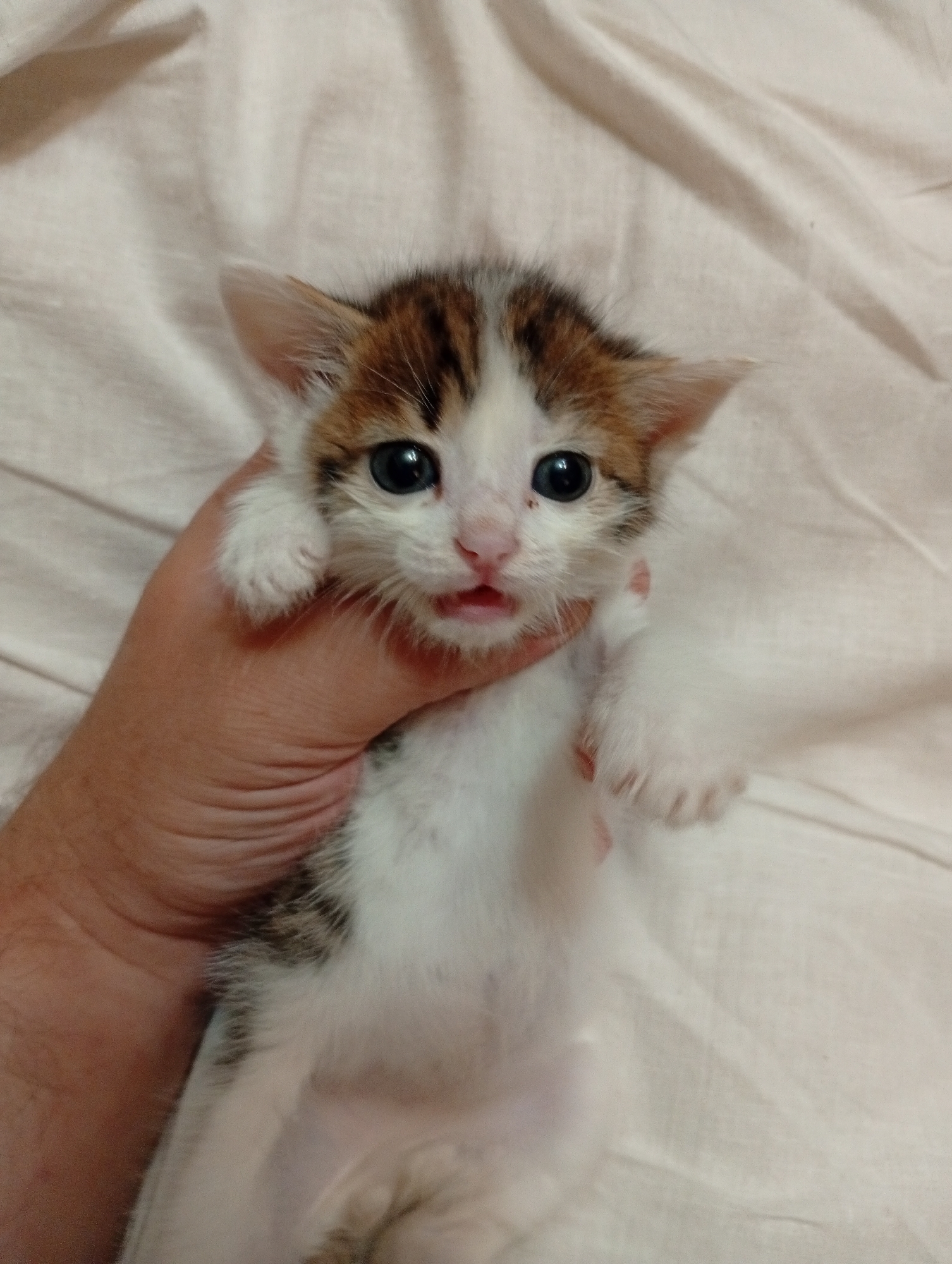 Kittens, a pit bull, and a night out