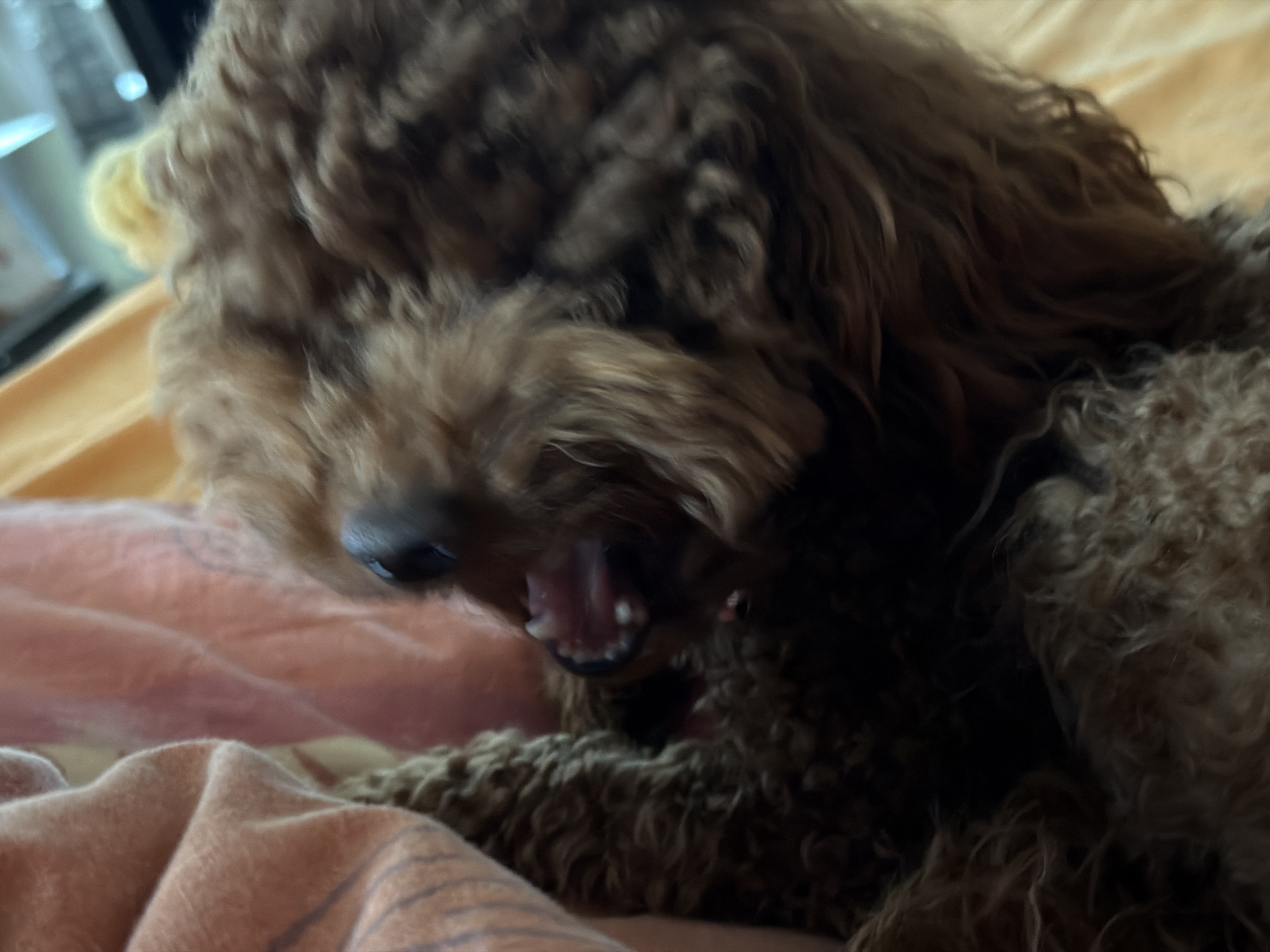 Dog yawns on colorful blanket in Sofia bedroom