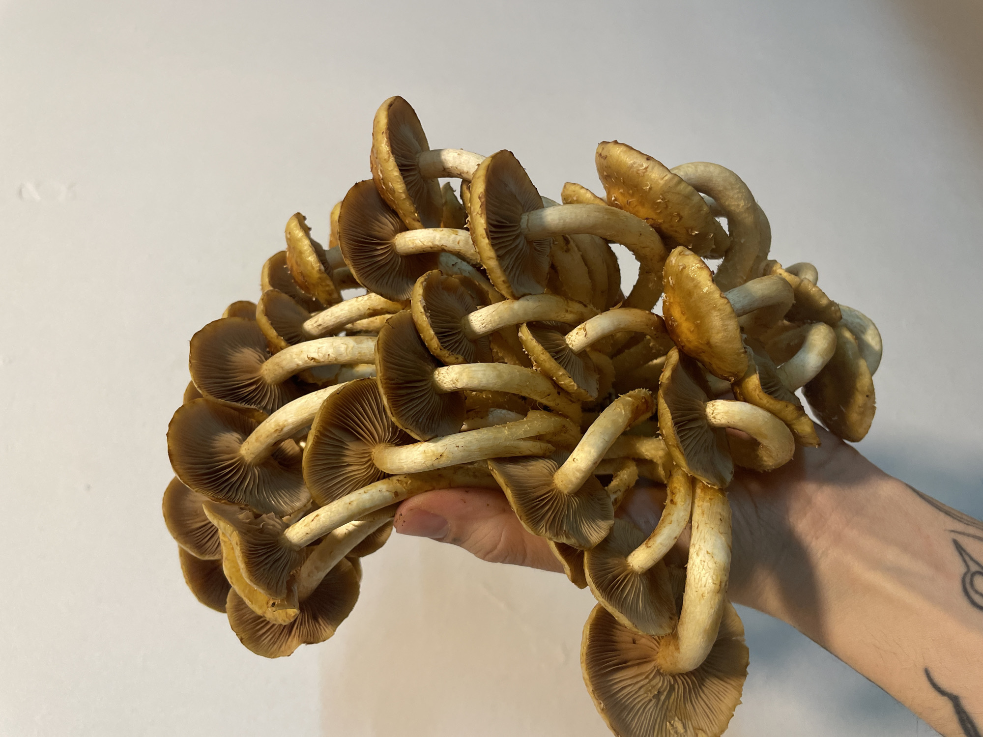 Mushroom varieties documented by witnesses in Ushuaia, Argentina