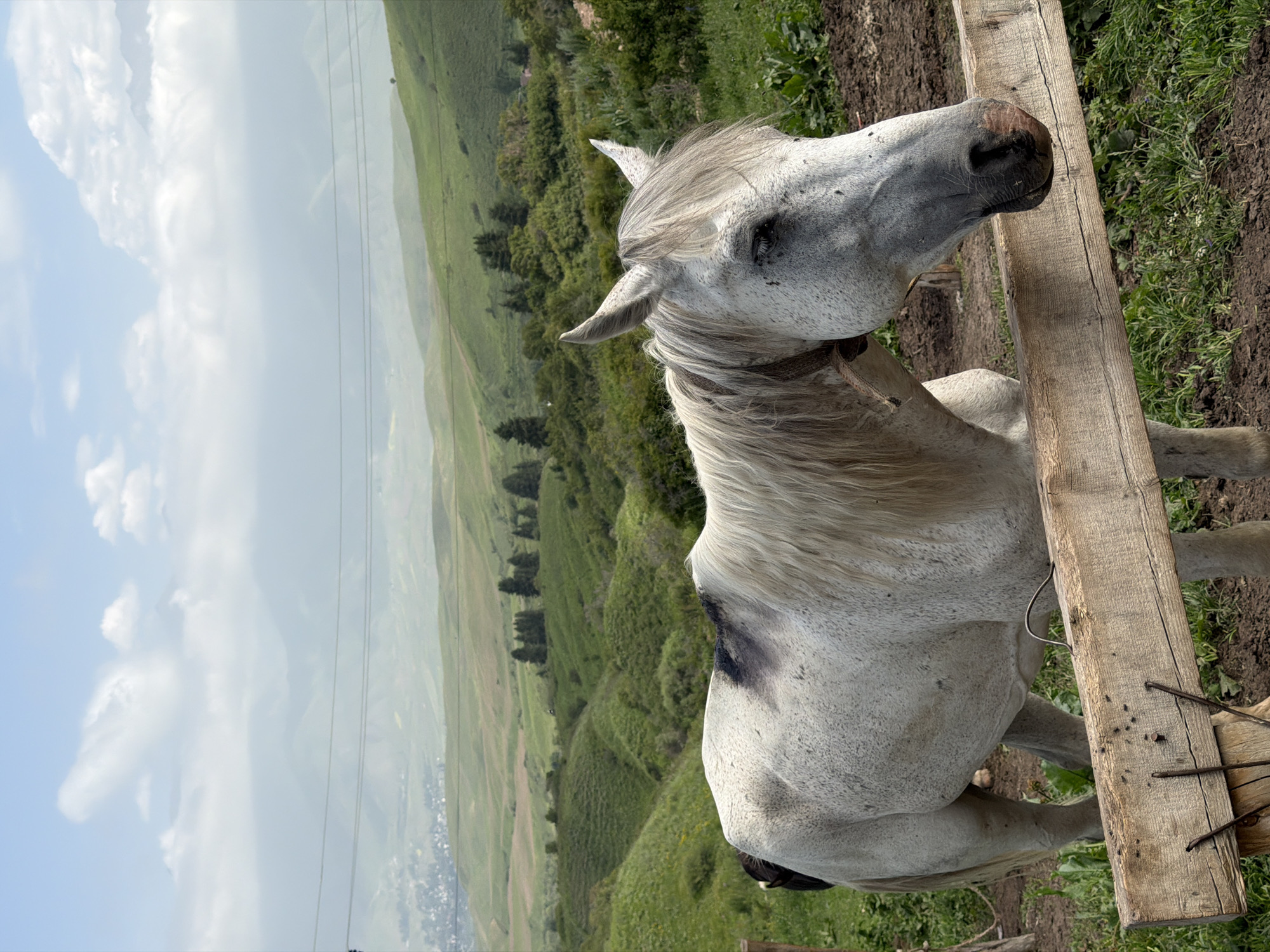 Horses and drone work in Kaindy's wildflower meadows