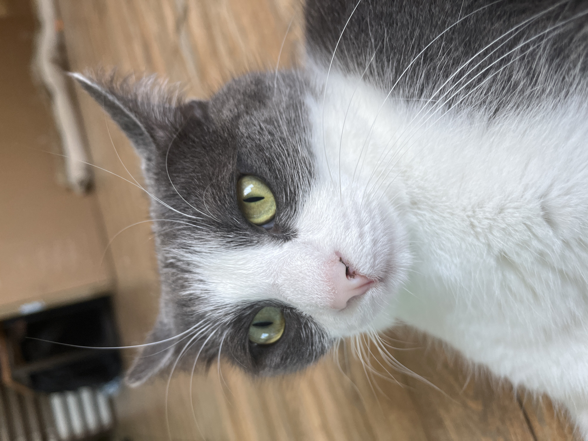 Gray cat's slow morning inside a home in Ureki, Georgia