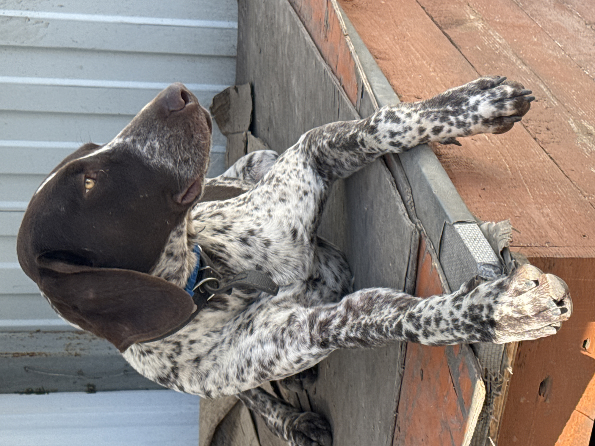 German Shorthaired Pointers photographed at dog house in Rostov-on-Don