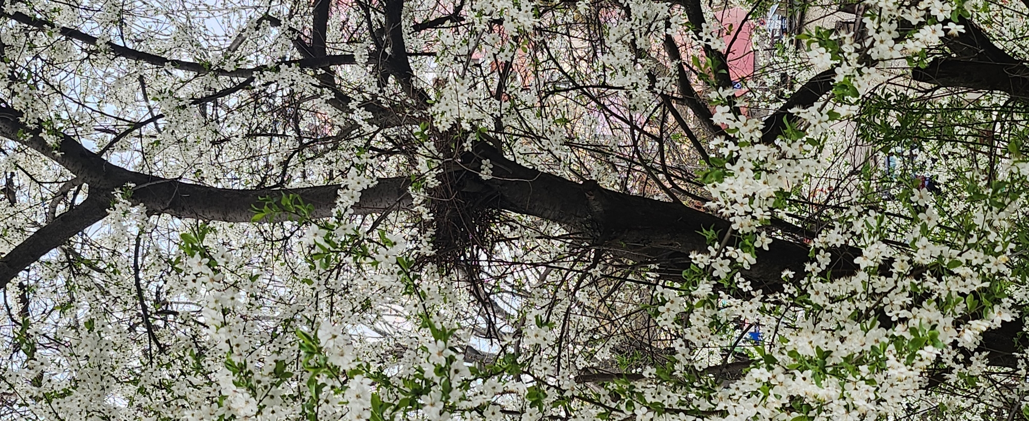 Spring blooms captured in Ruse, Bulgaria