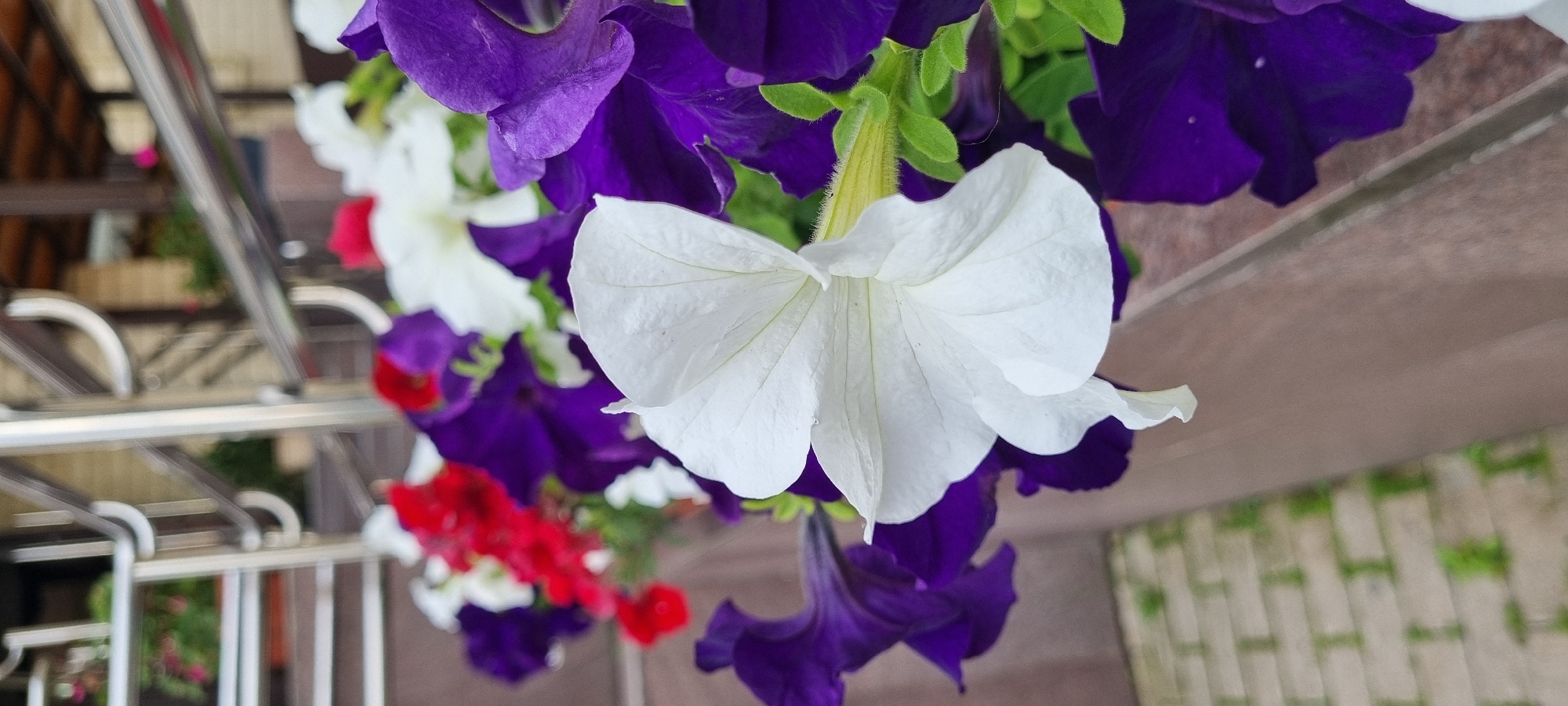 Summer blooms along a Romashkovo street, June 2026