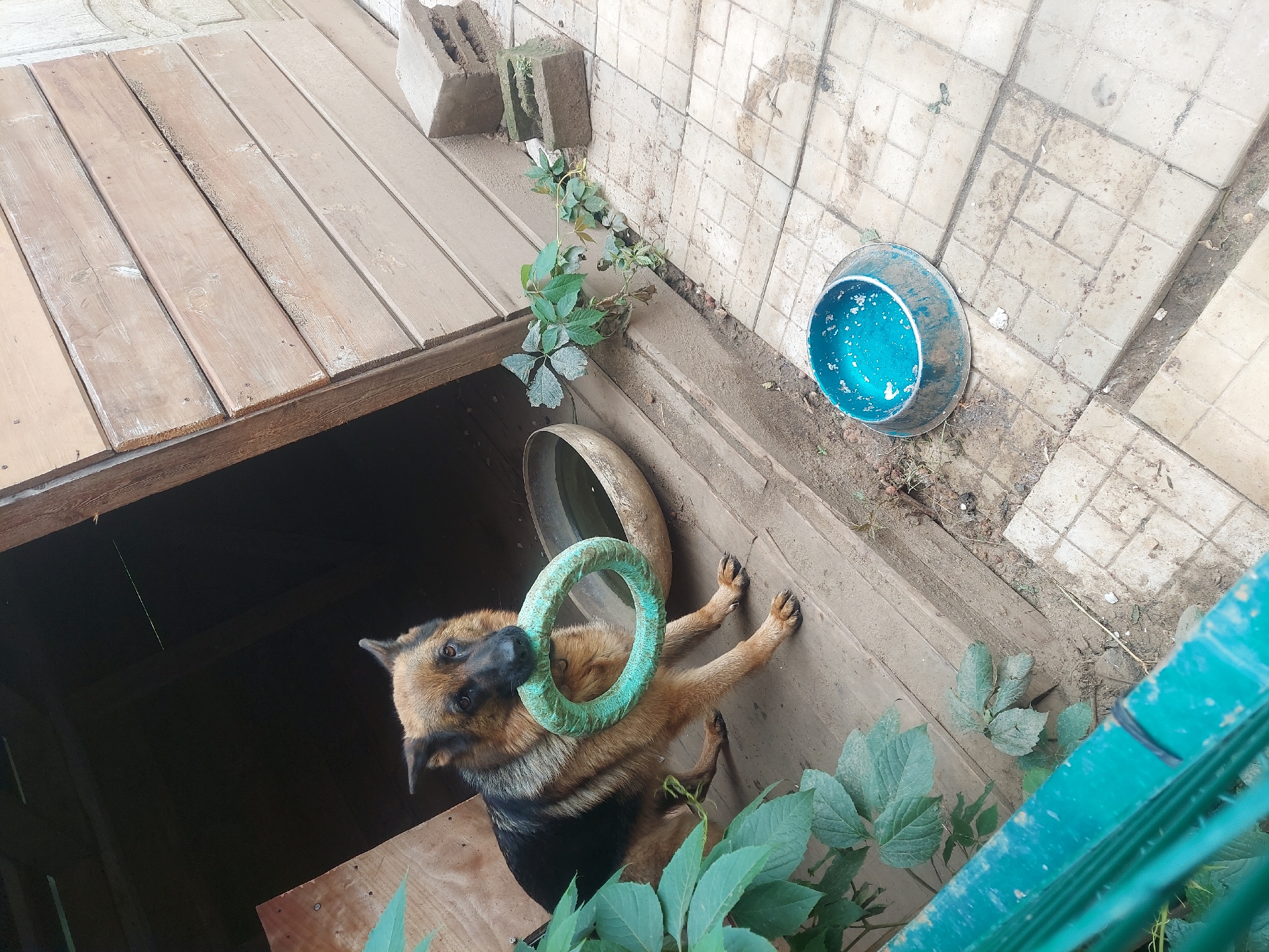Dog and cat sharing a backyard in rural Russia