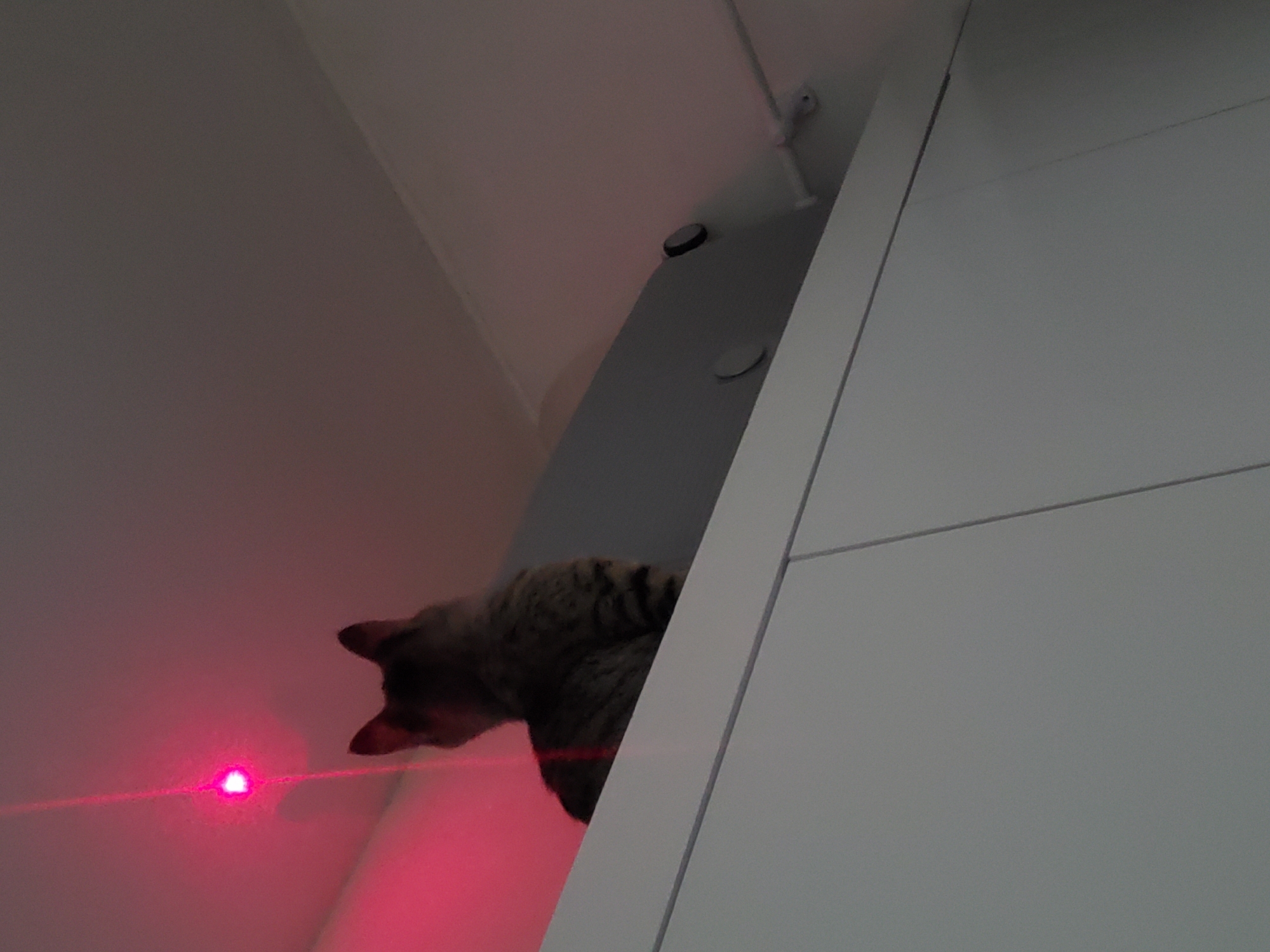 Tabby cat observed indoors during early morning hours in Curitiba