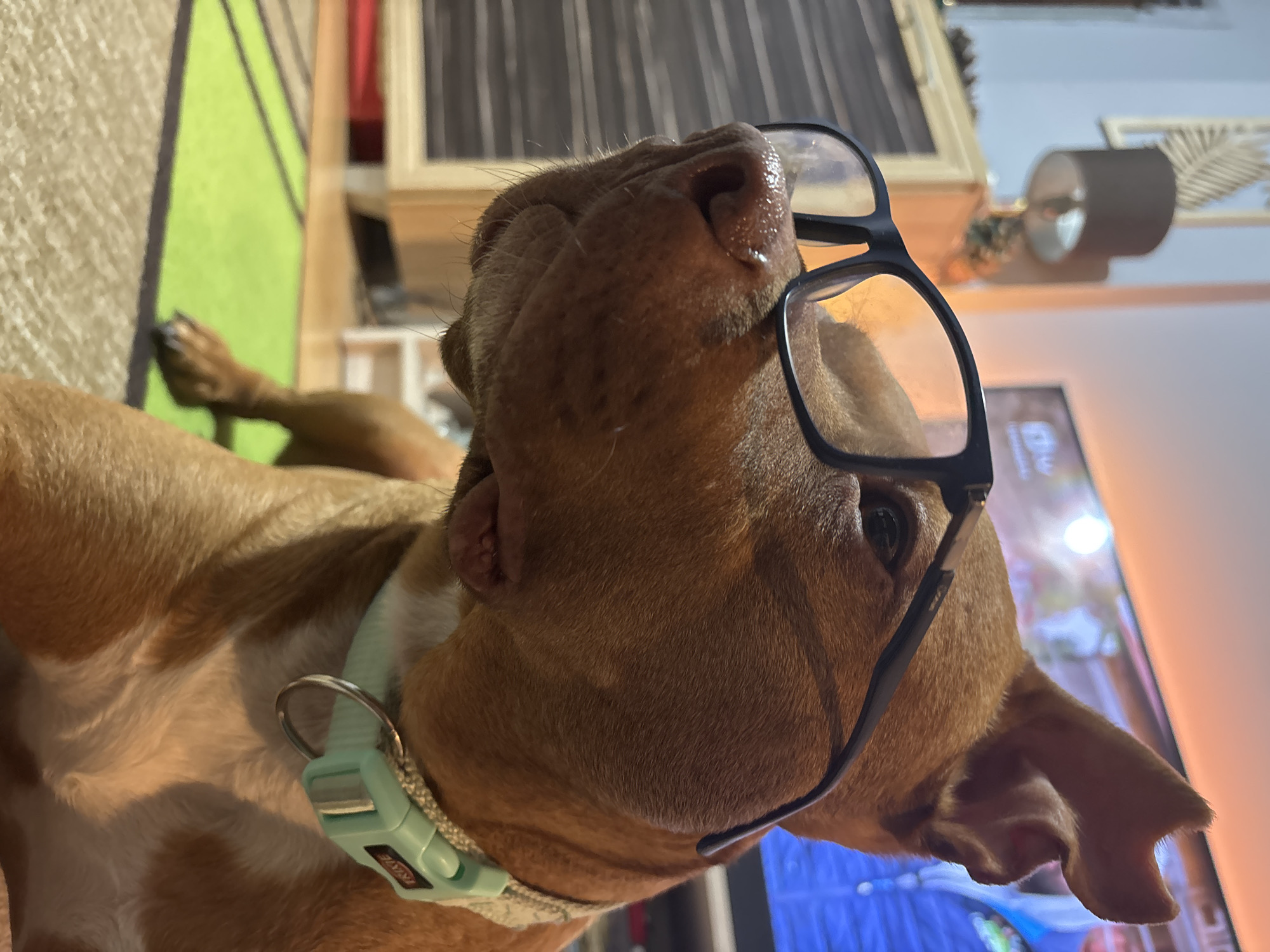 Dog poses for playful photo session in Sofia home