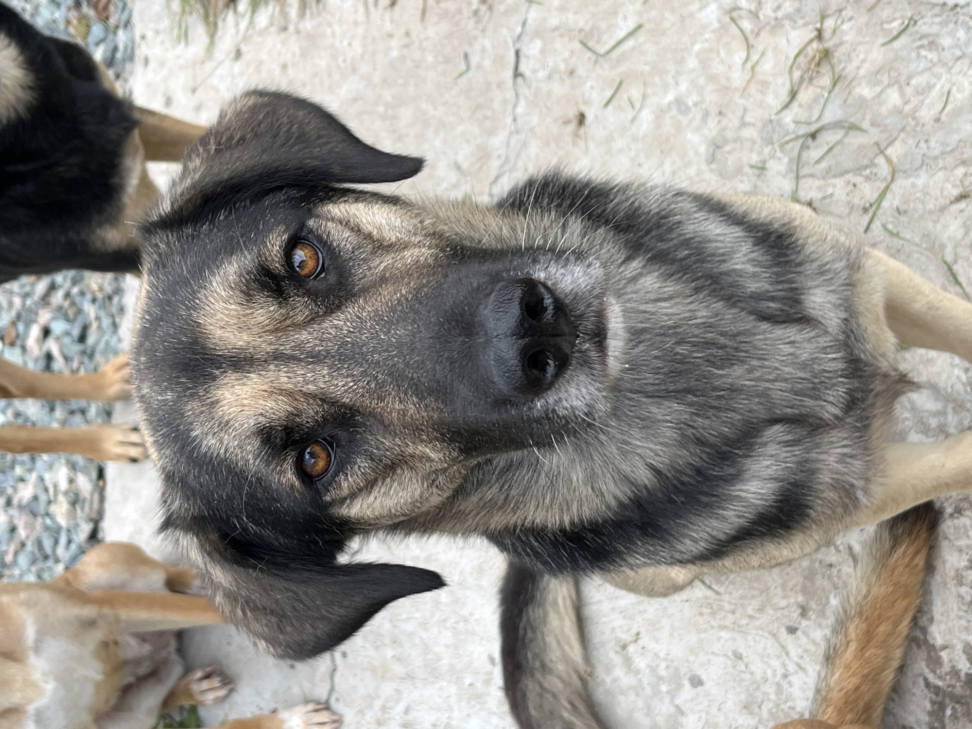 Pack of dogs at a blue-doored house in Nizhny Tagil