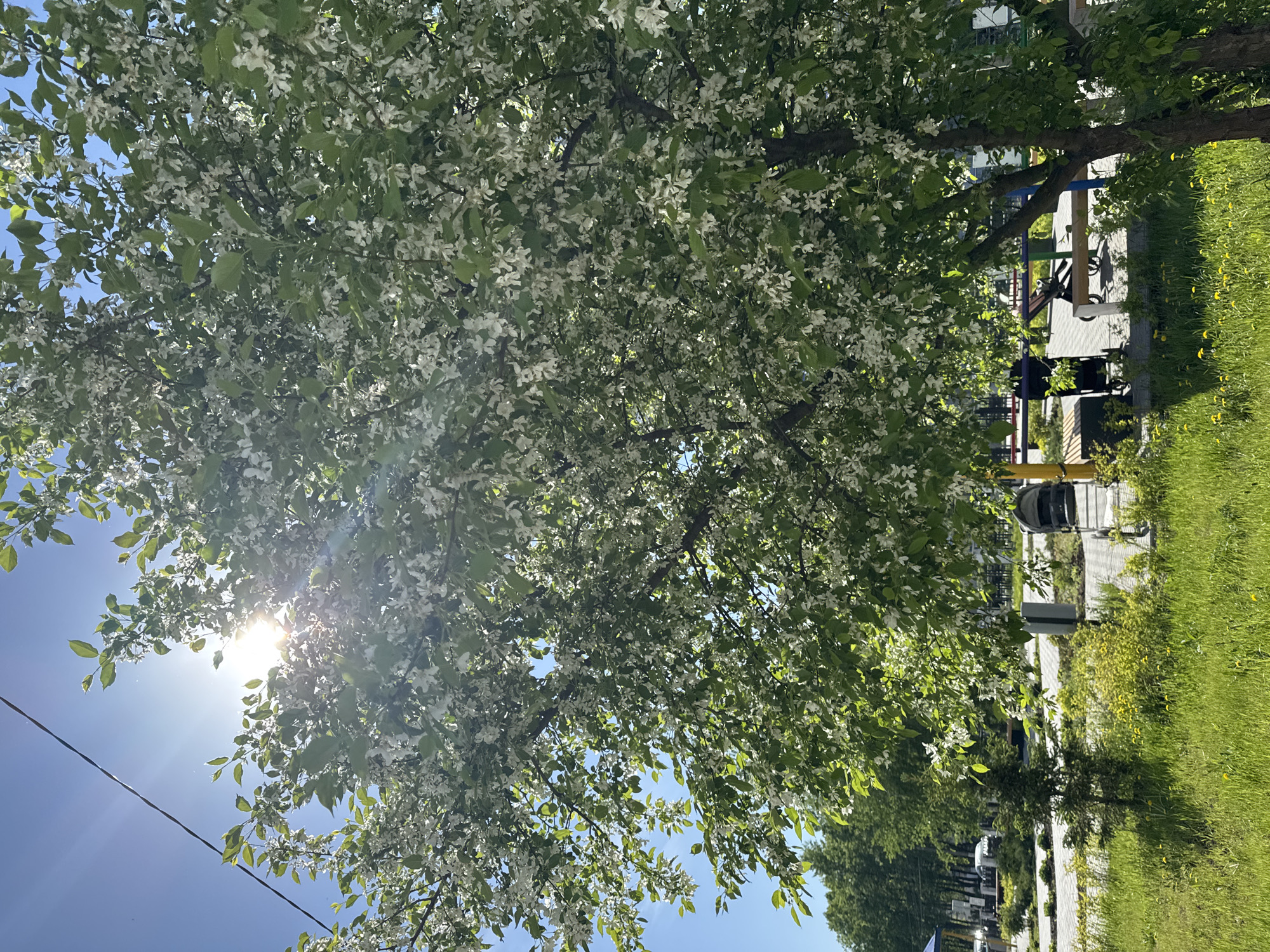 Morning moments captured across Chaikovsky, Russia in early May