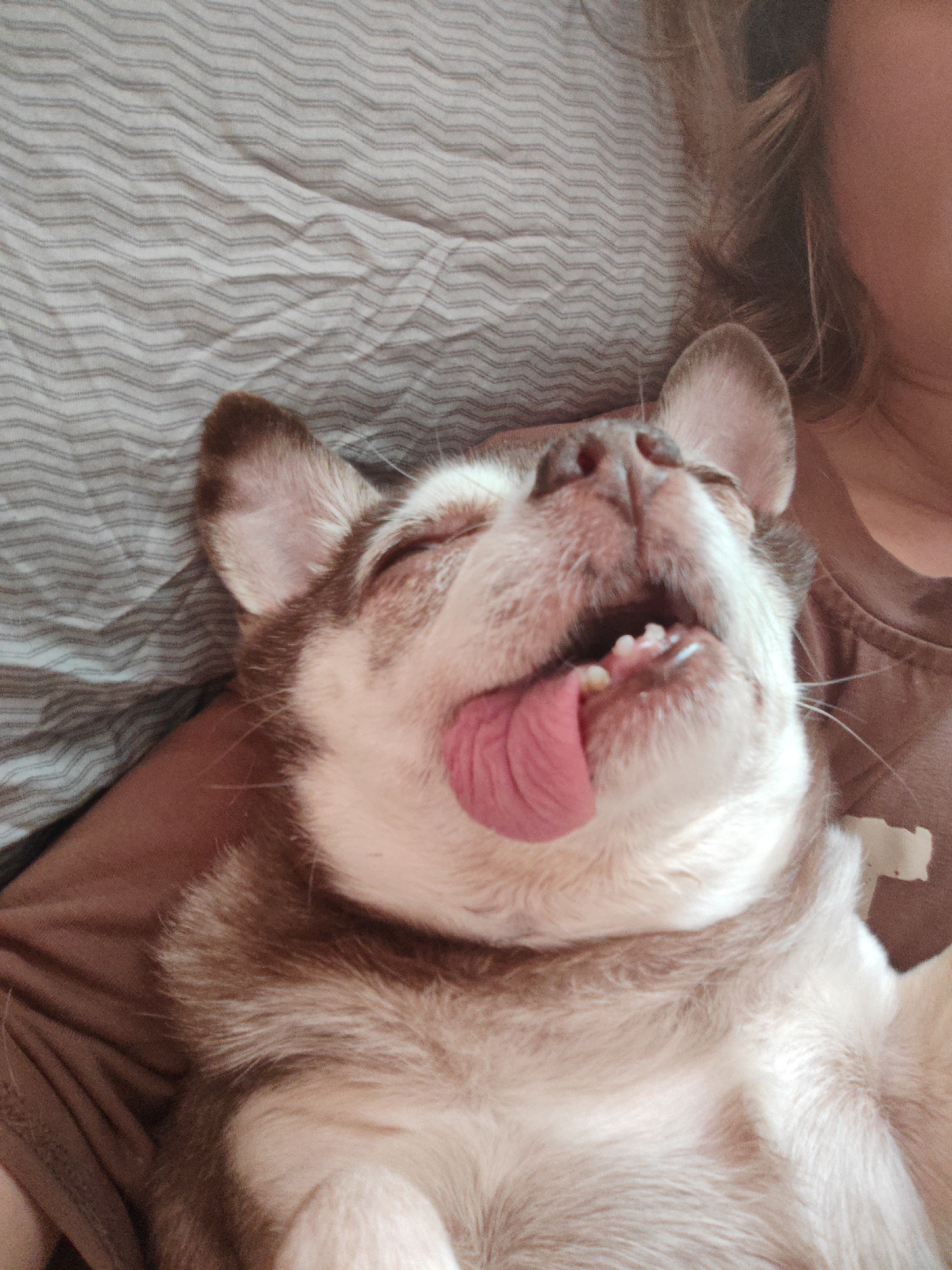 Small dog rests on person in bed