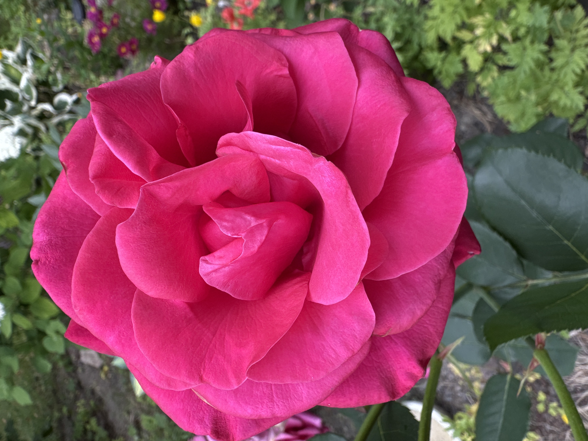 Dogs, roses, and a woodland stroll in suburban Stockholm