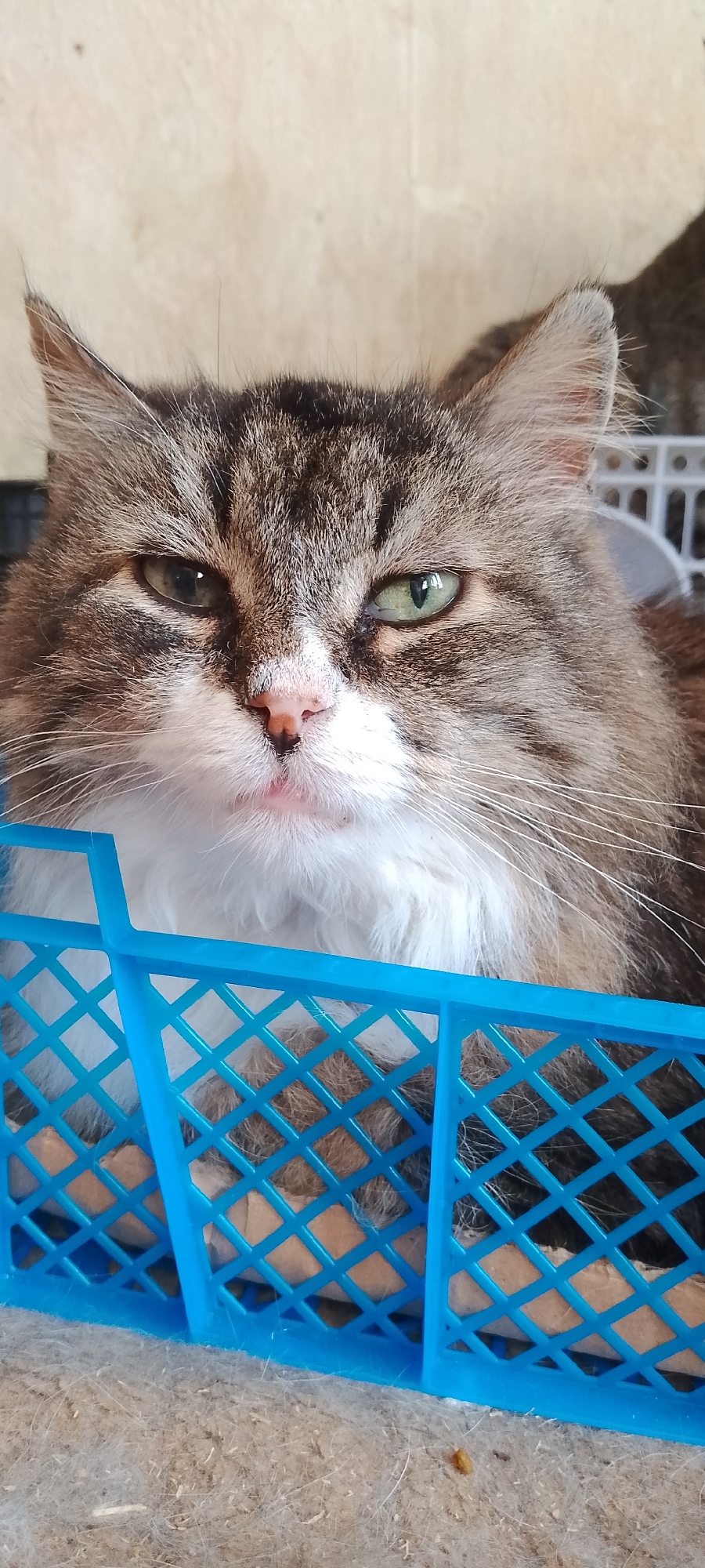 Cats in cages and carriers at a Belgorod facility