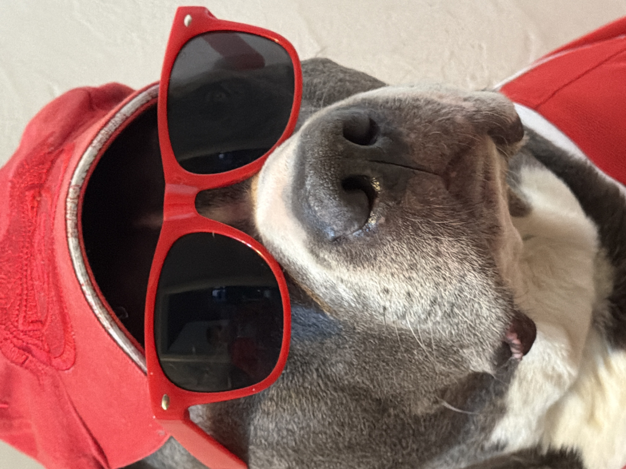 Dog in Benfica soccer gear spotted in Luxembourg