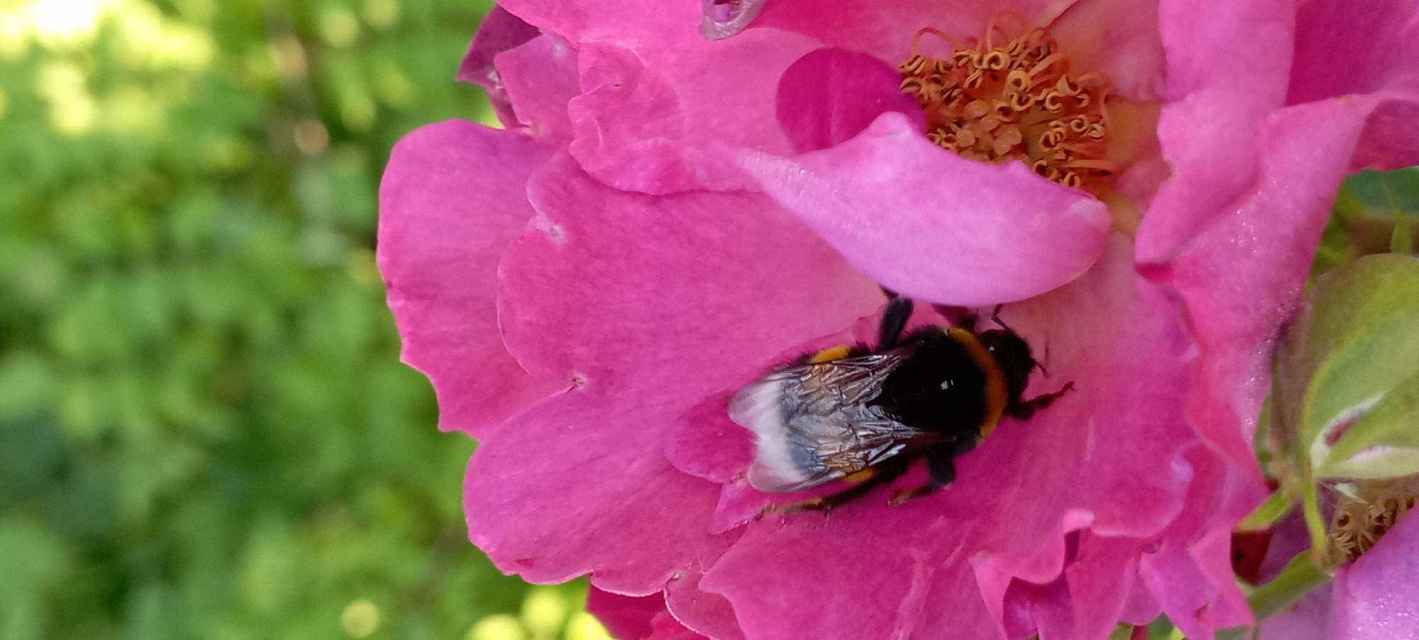 Dewy rose garden in Radisne, every color in bloom