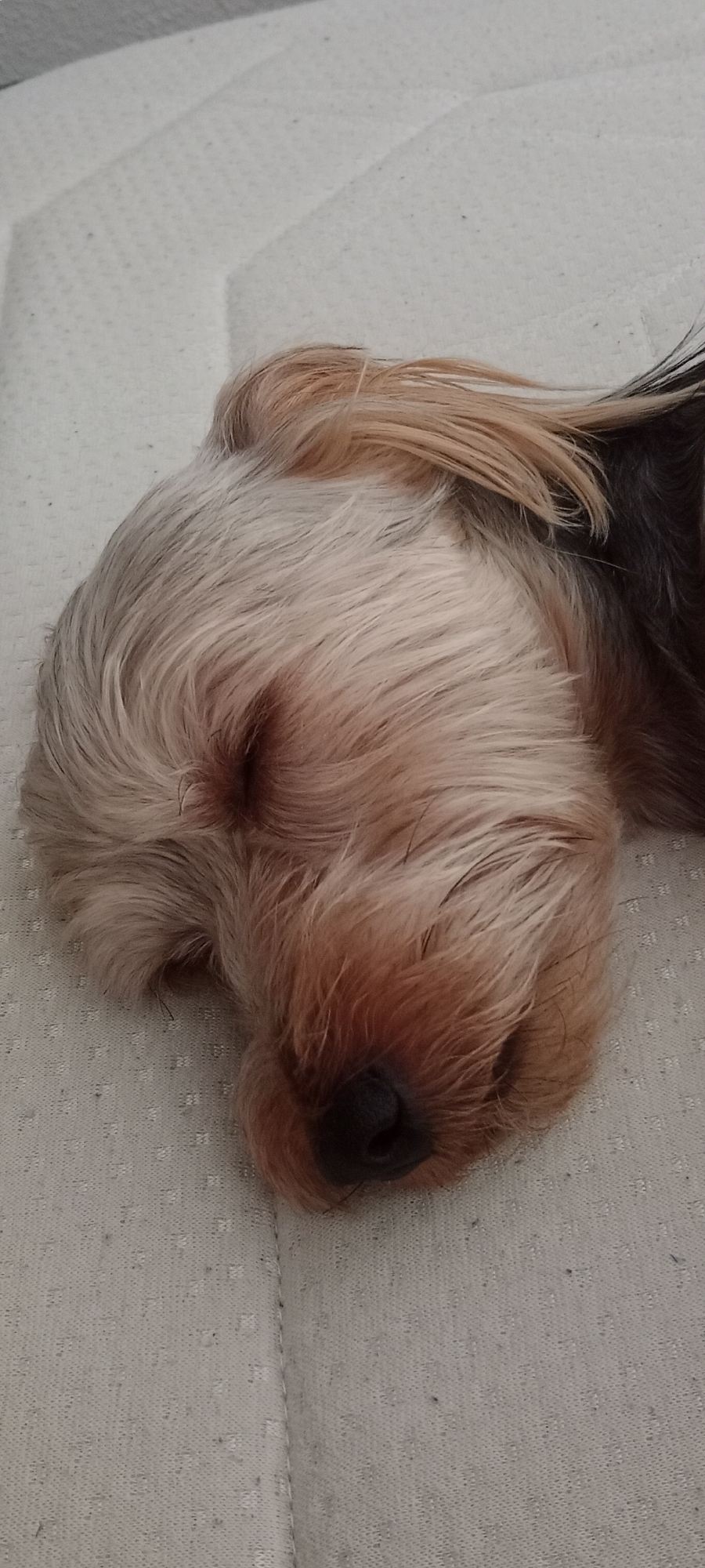 Yorkshire Terrier naps on a white mattress in Galapagar