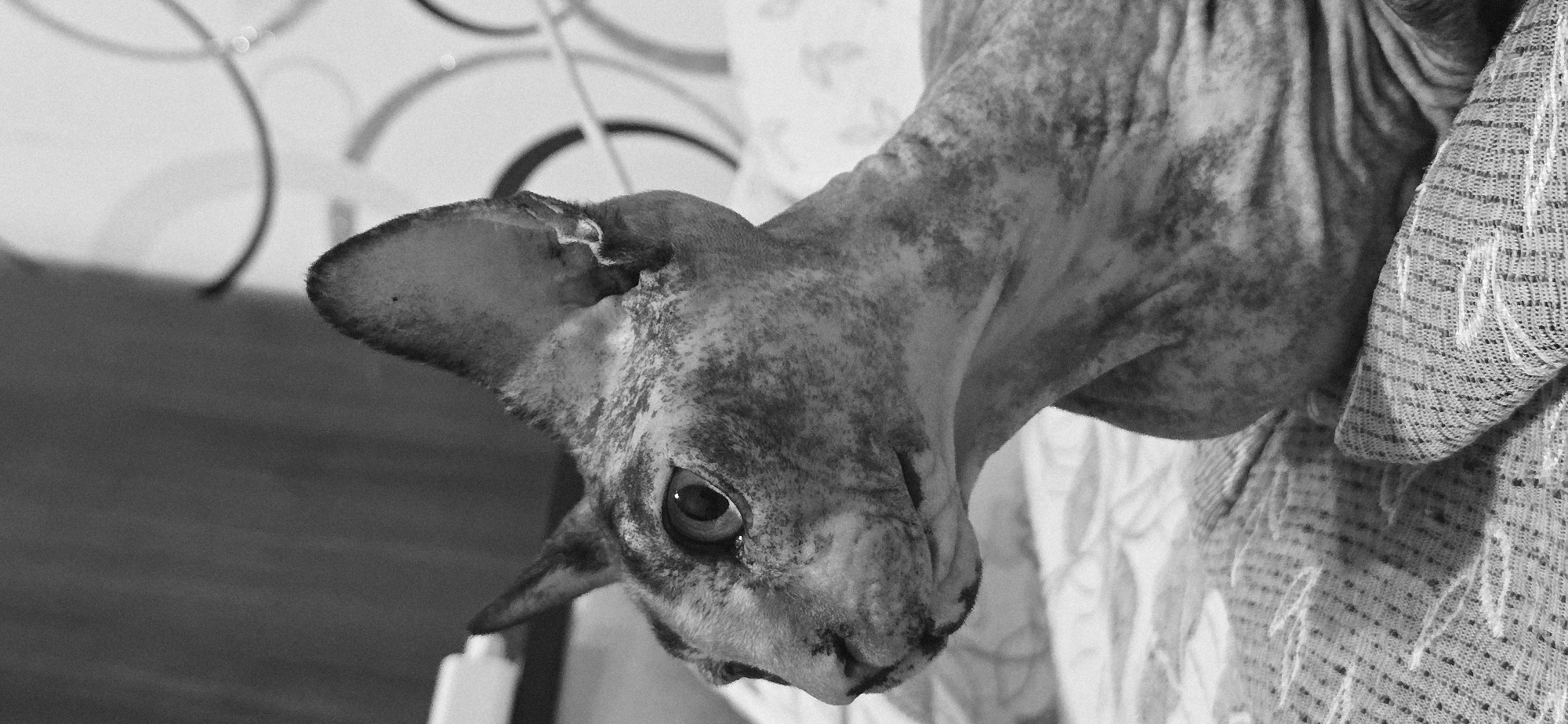 Sphynx cat resting and yawning in Baku, shot in black and white