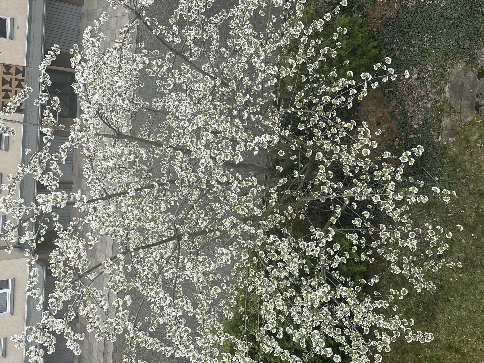 Spring blooms spotted in Berlin residential neighborhood