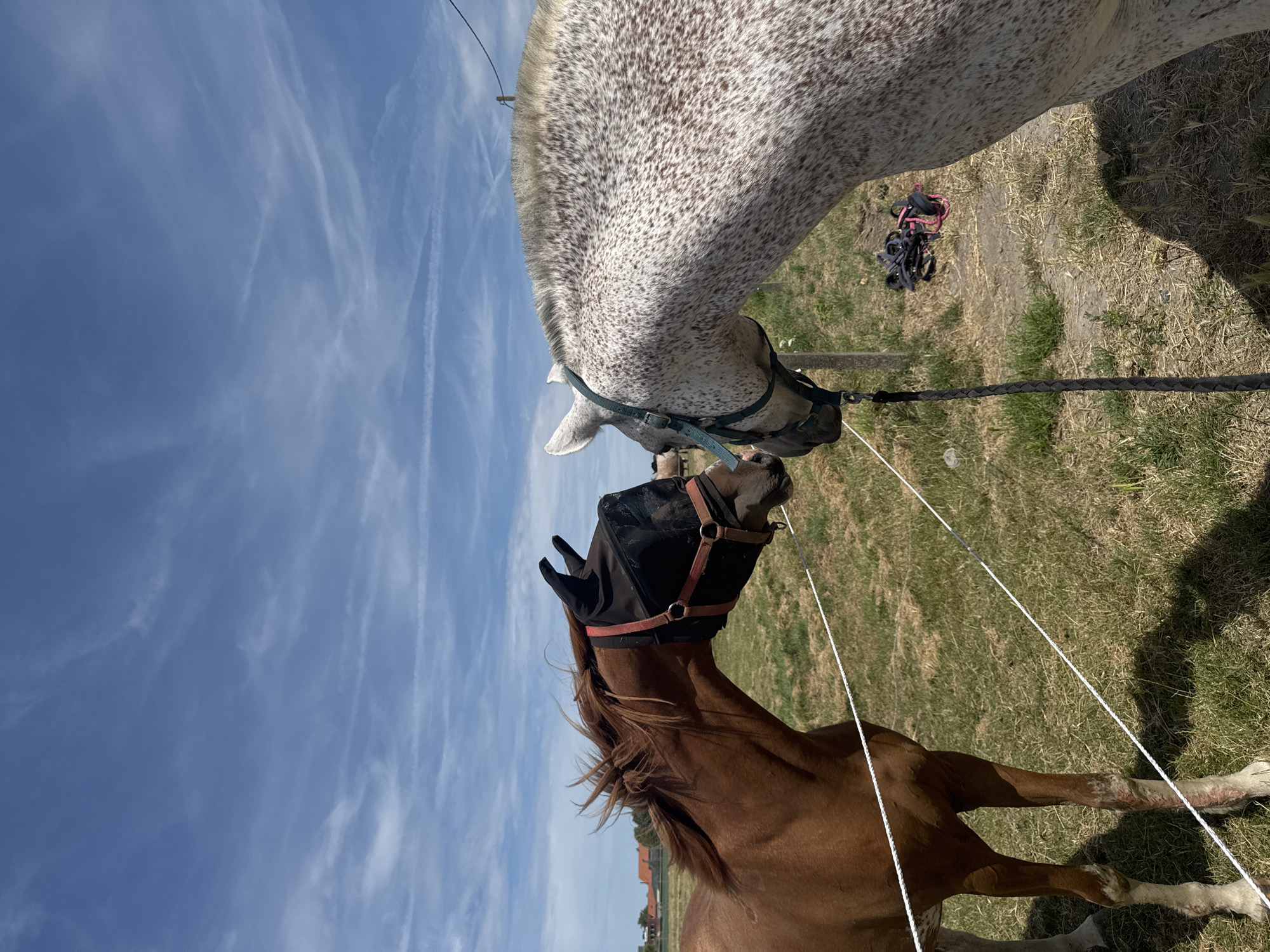 Horses on a summer afternoon in rural Estaimpuis