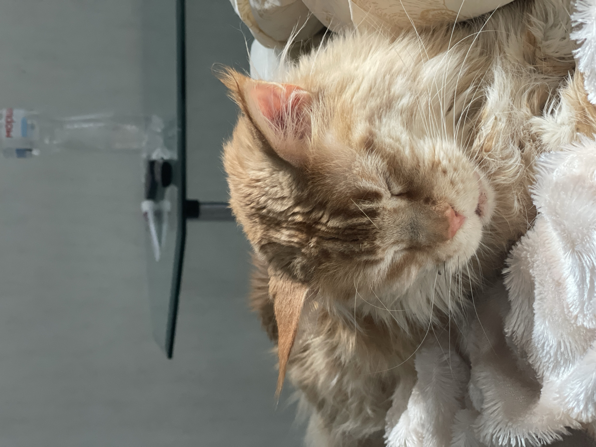 Sleeping ginger cat and carnival costumes, Rozsoshentsi