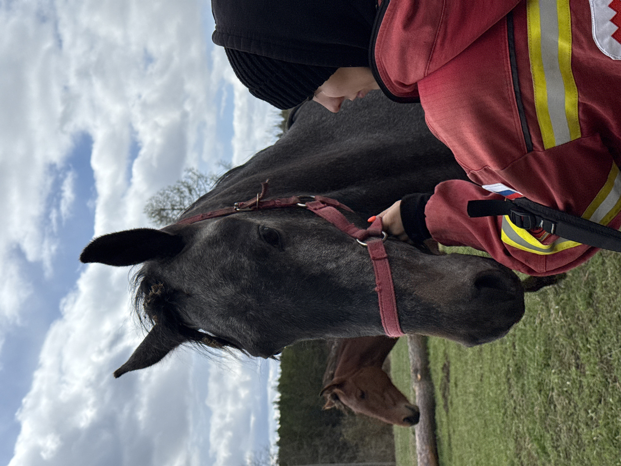 Horses and handler observed in rural Ershi field