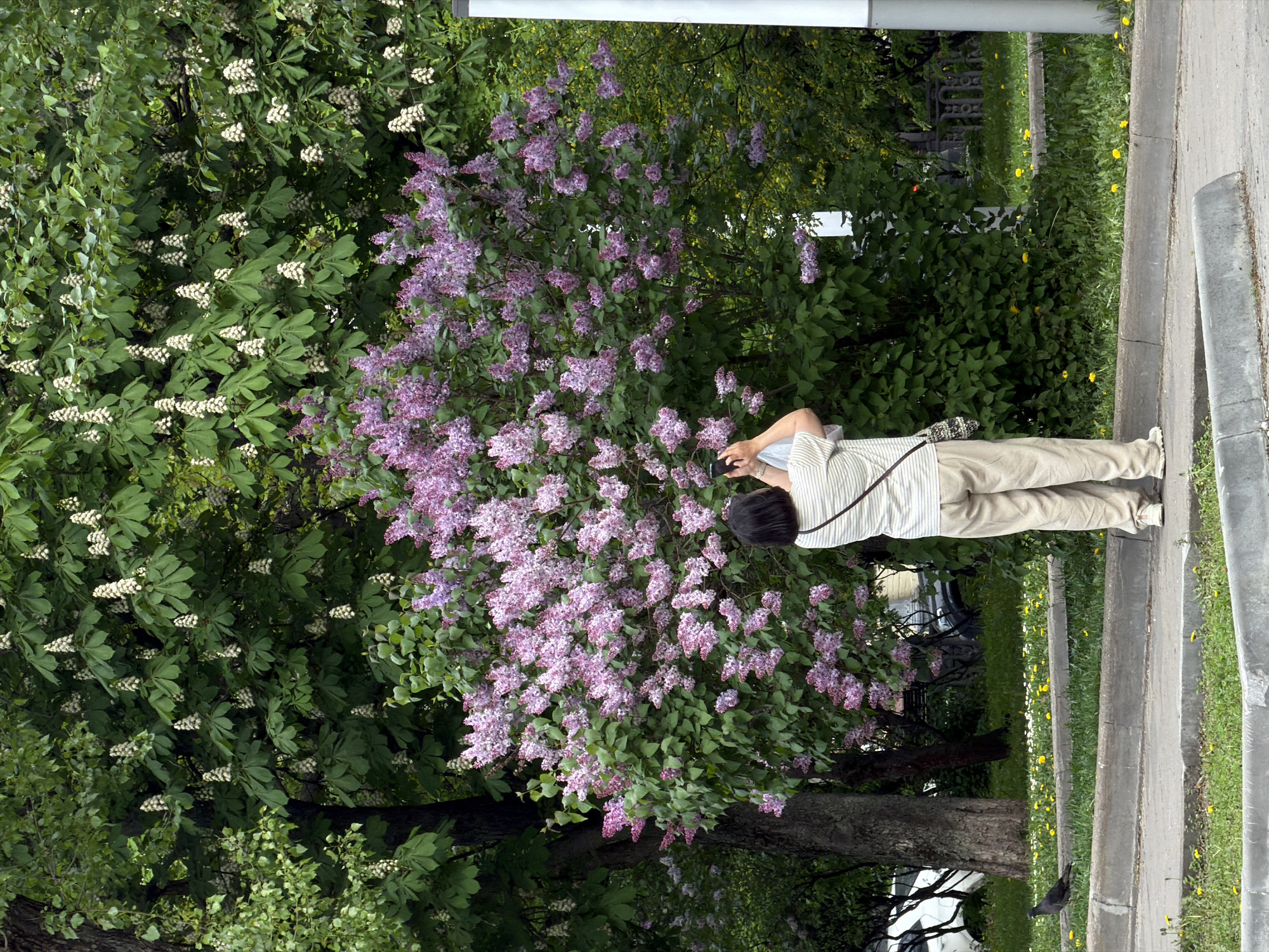 Person photographs lilac bush on Moscow sidewalk