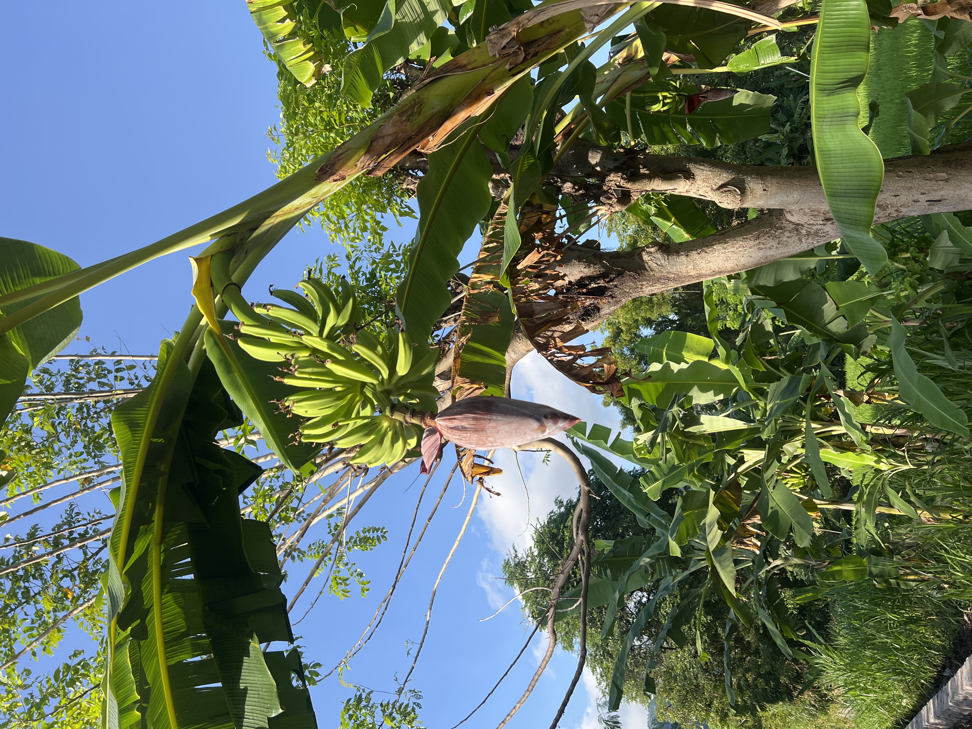 Rural banana trees and rice fields documented in Abang