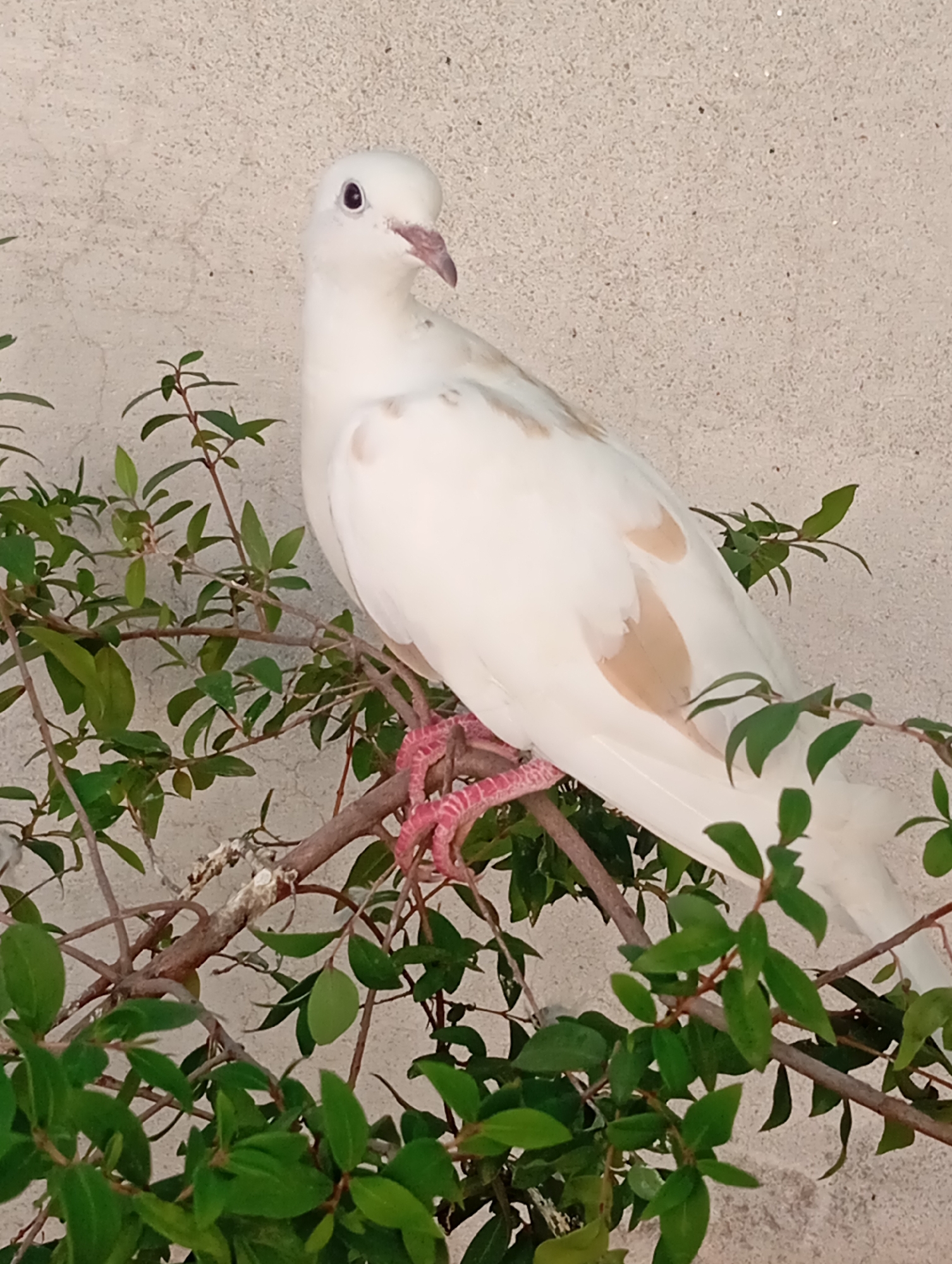 Rural Pakistan backyard life documented through birds, gardens, domestic scenes