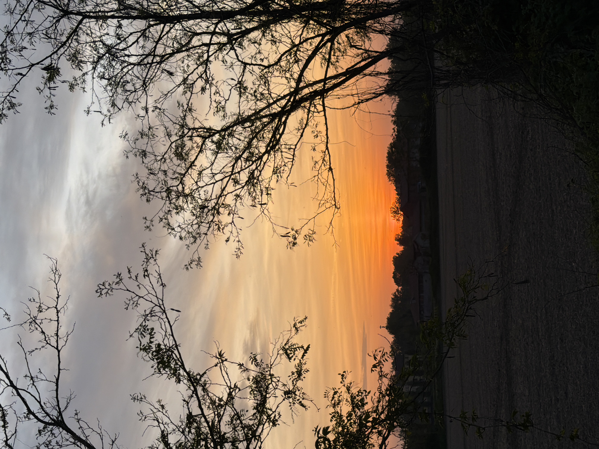 Milan witness captures orange sunset sky with silhouetted trees