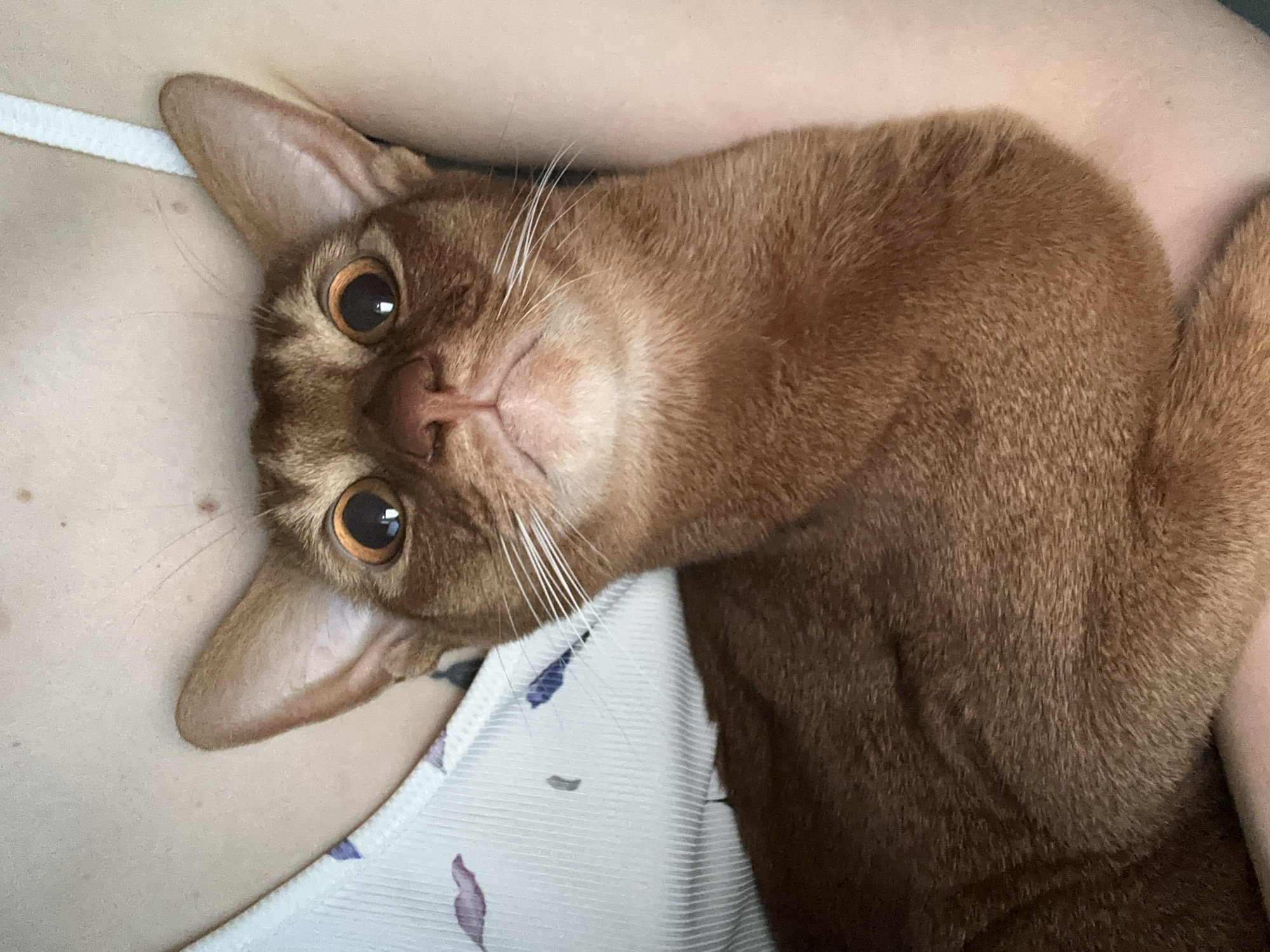 Ginger cat photographed resting on person's chest in Kazan