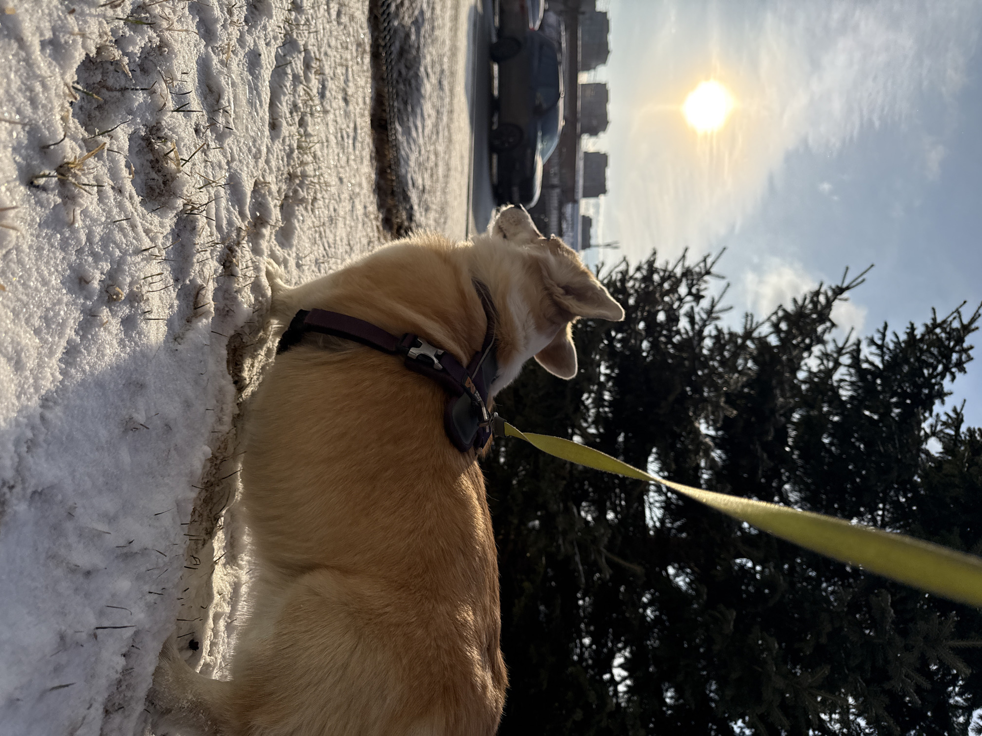 Dog walker takes corgi through snowy Krasnoyarsk streets