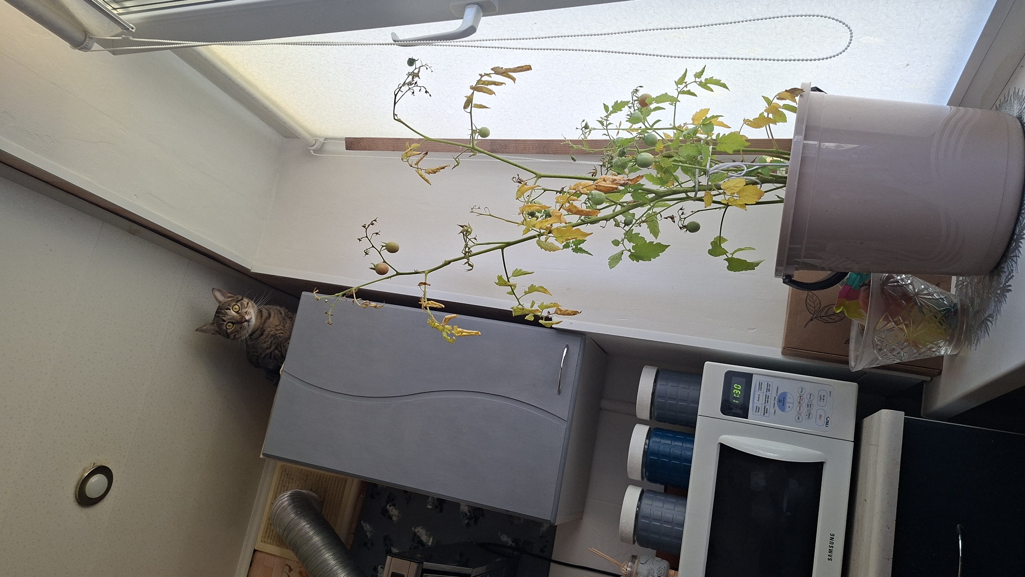 Cats ruling a Belarusian kitchen on a summer morning