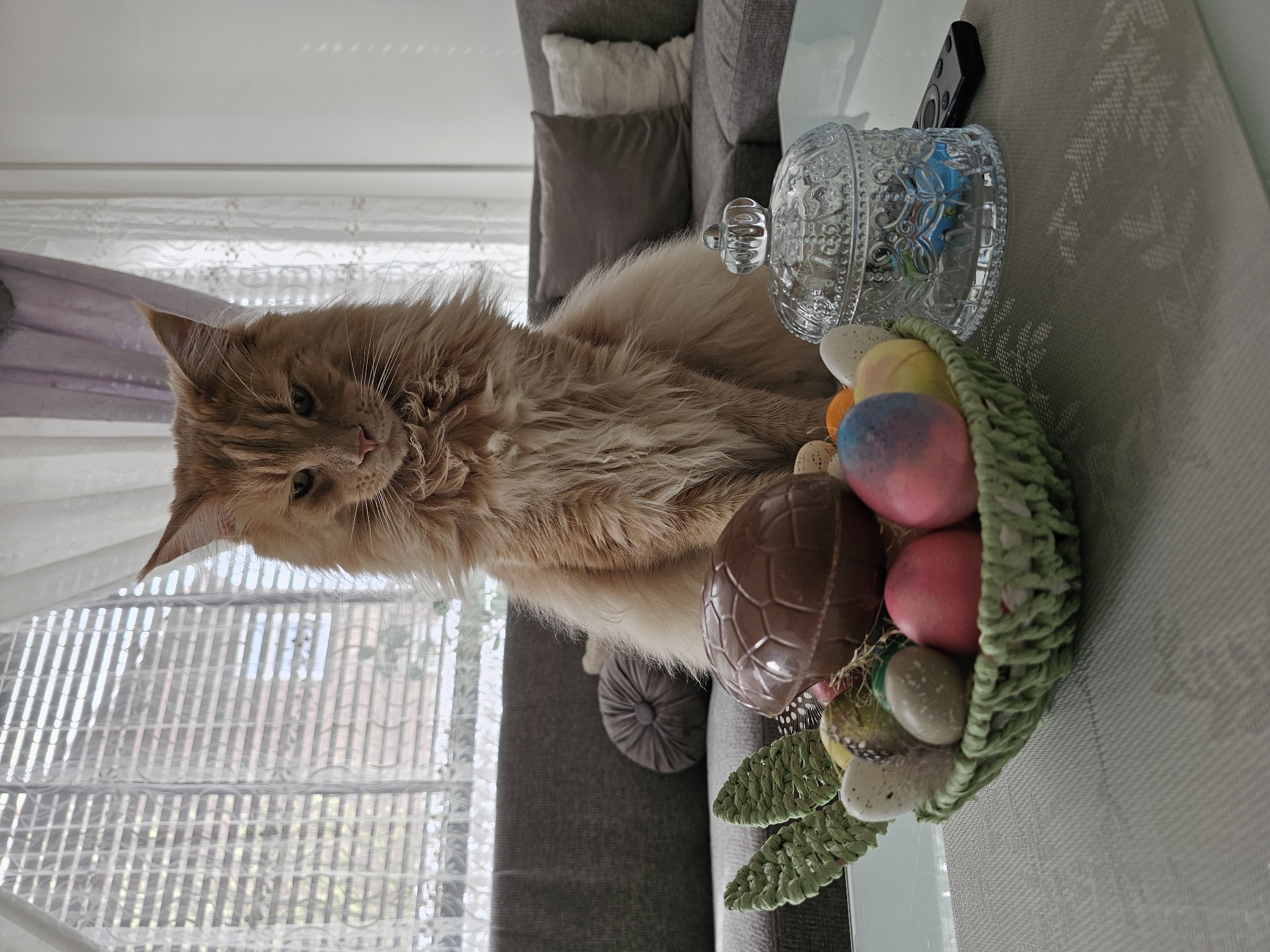 Rotterdam household Easter morning with cats and caged lovebird