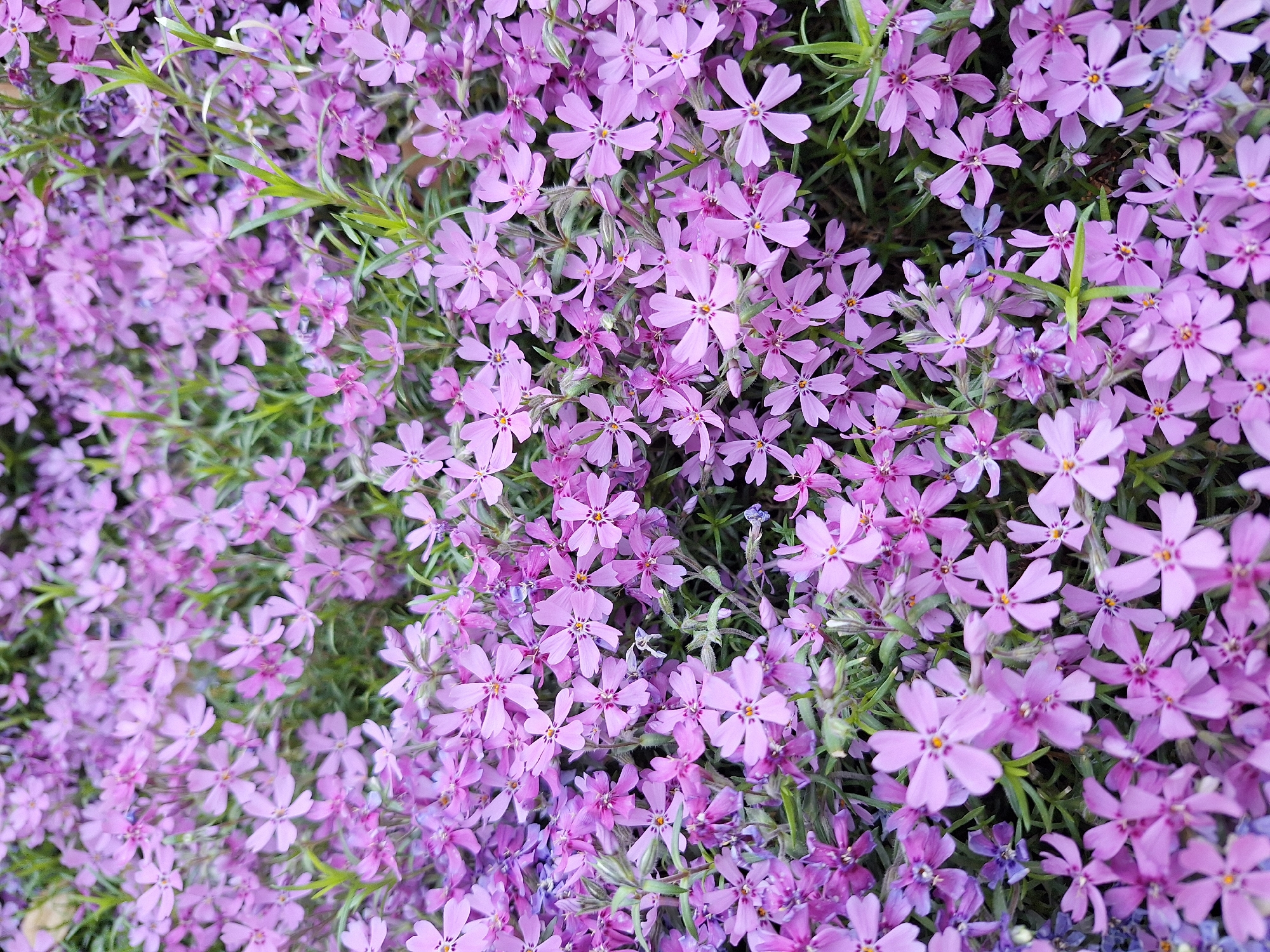 Quiet garden afternoon documented in Montana, Bulgaria