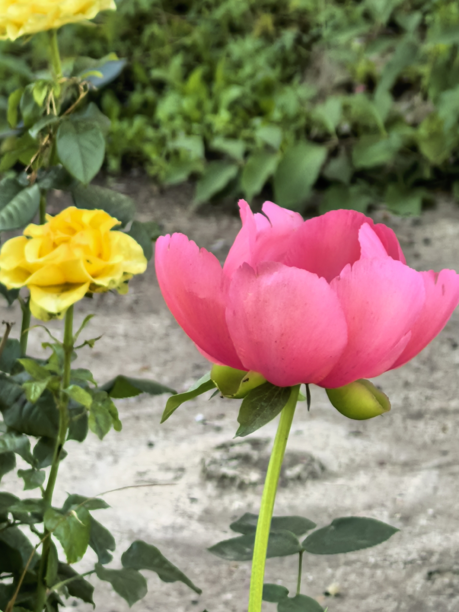 Sunny morning in a Sterlitamak park, flowers and blue skies