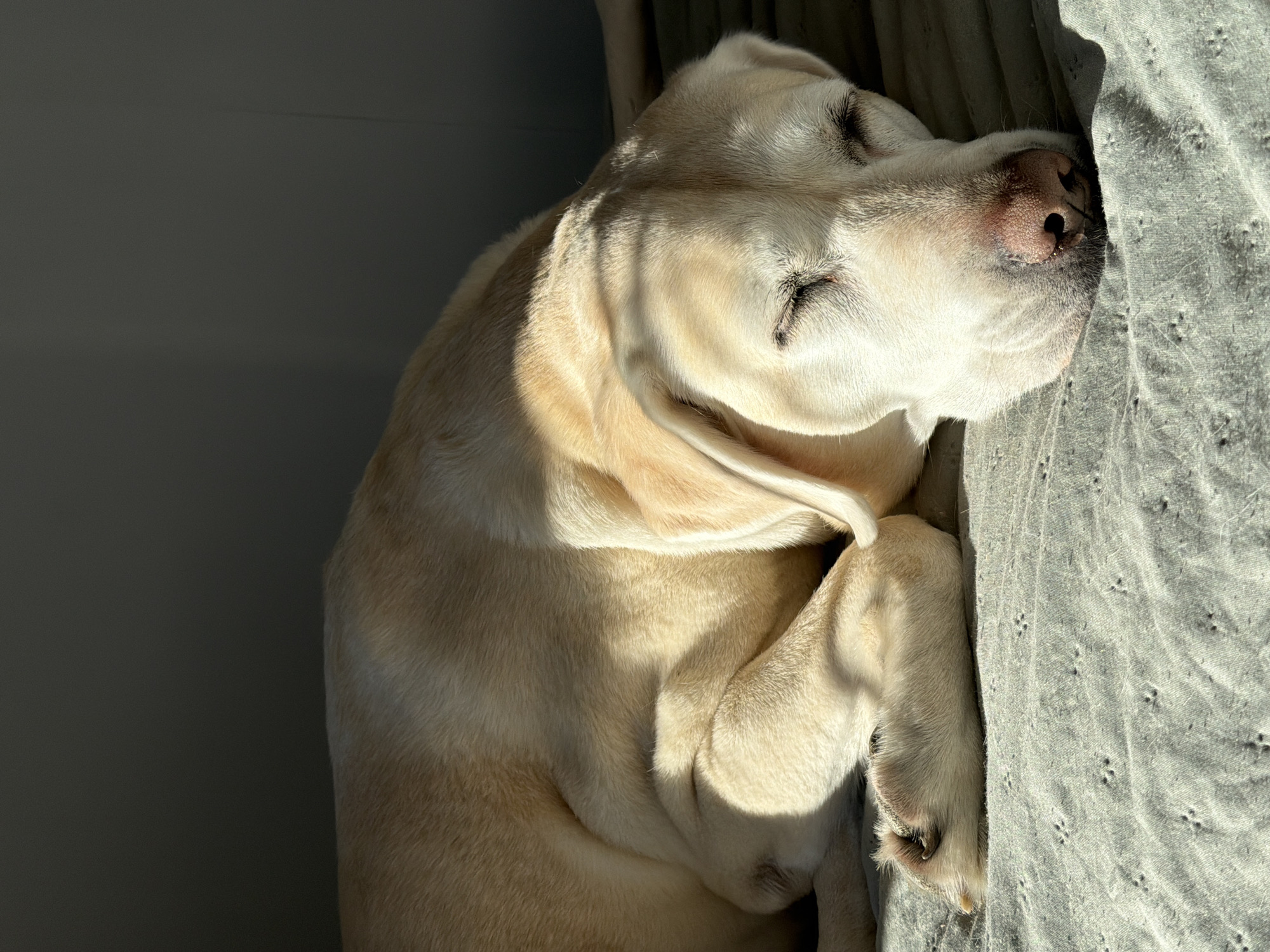 Dogs observed resting and playing in Riga homes