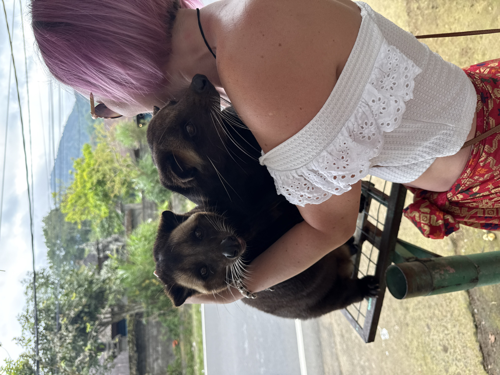 Pink-haired person holds civets in traditional dress, Baturiti