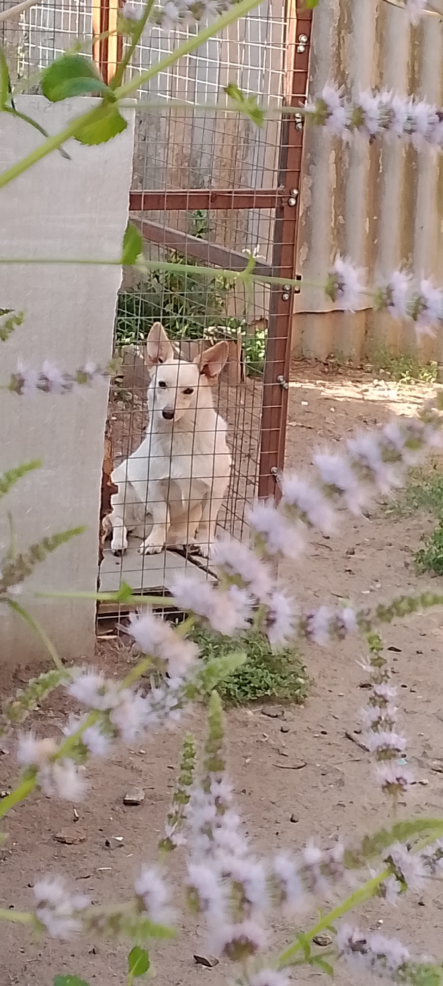 Dogs in outdoor wire enclosures, Belgorod